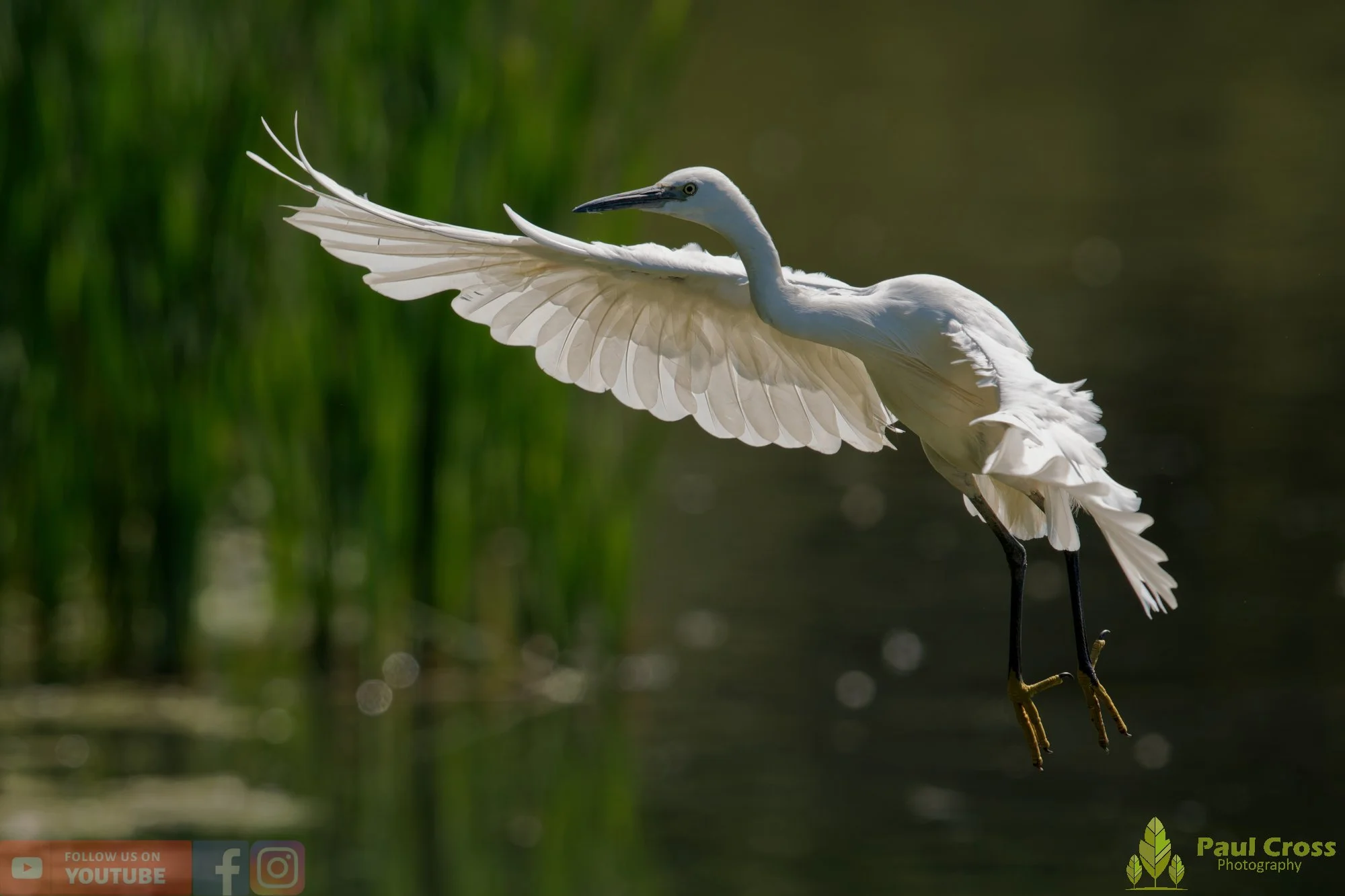 Little Egret-00638.jpg