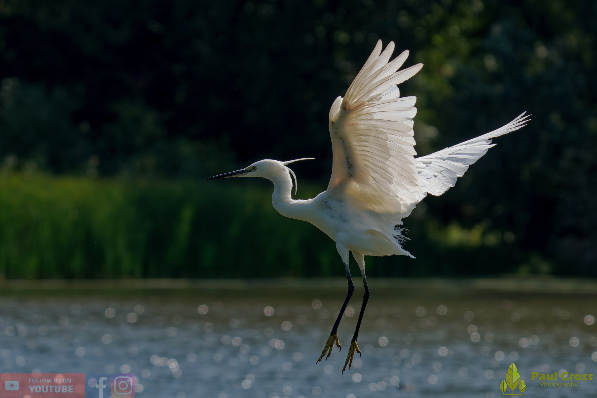 Little Egret-00642.jpg