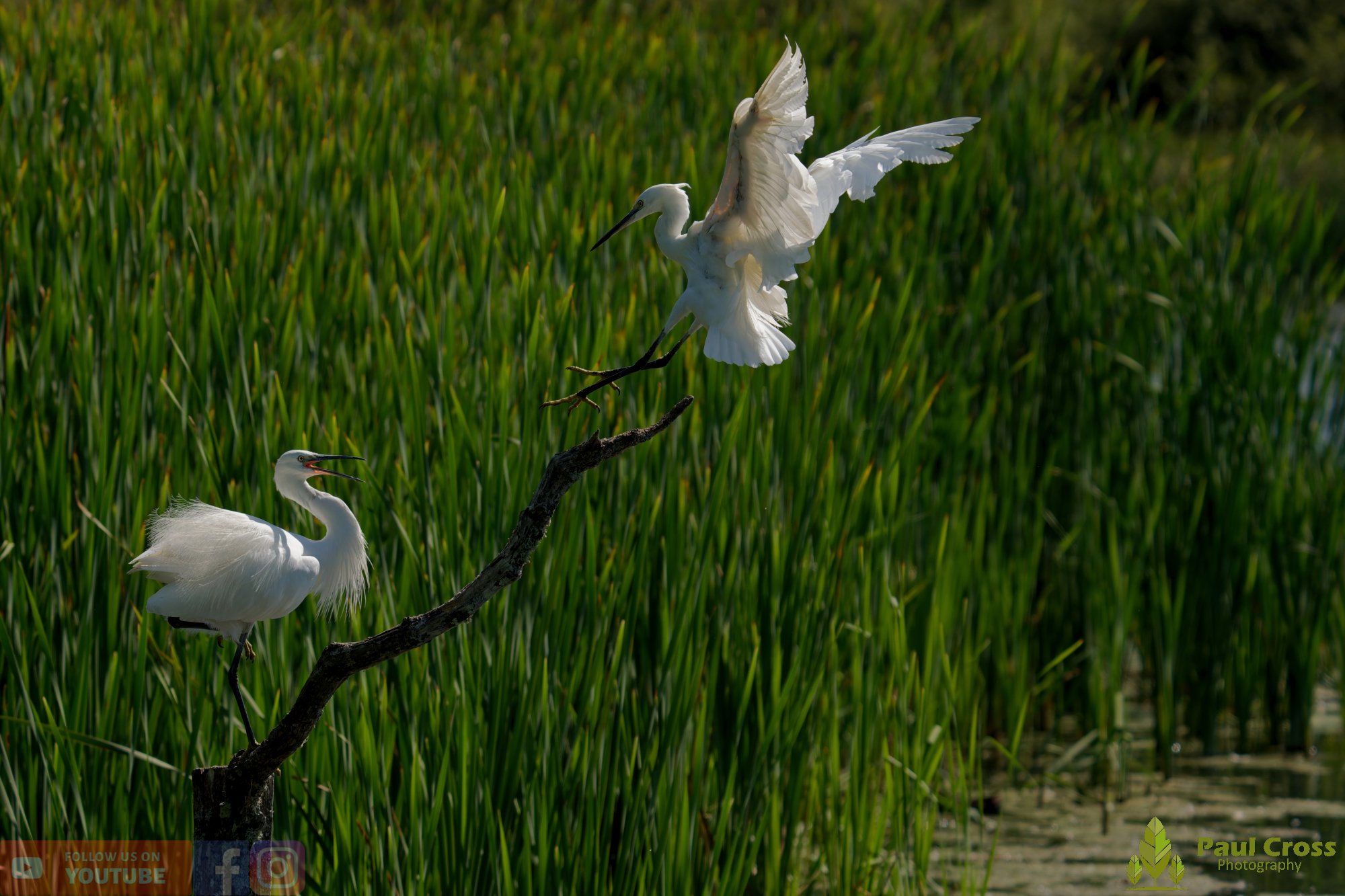 Little Egret-00643.jpg
