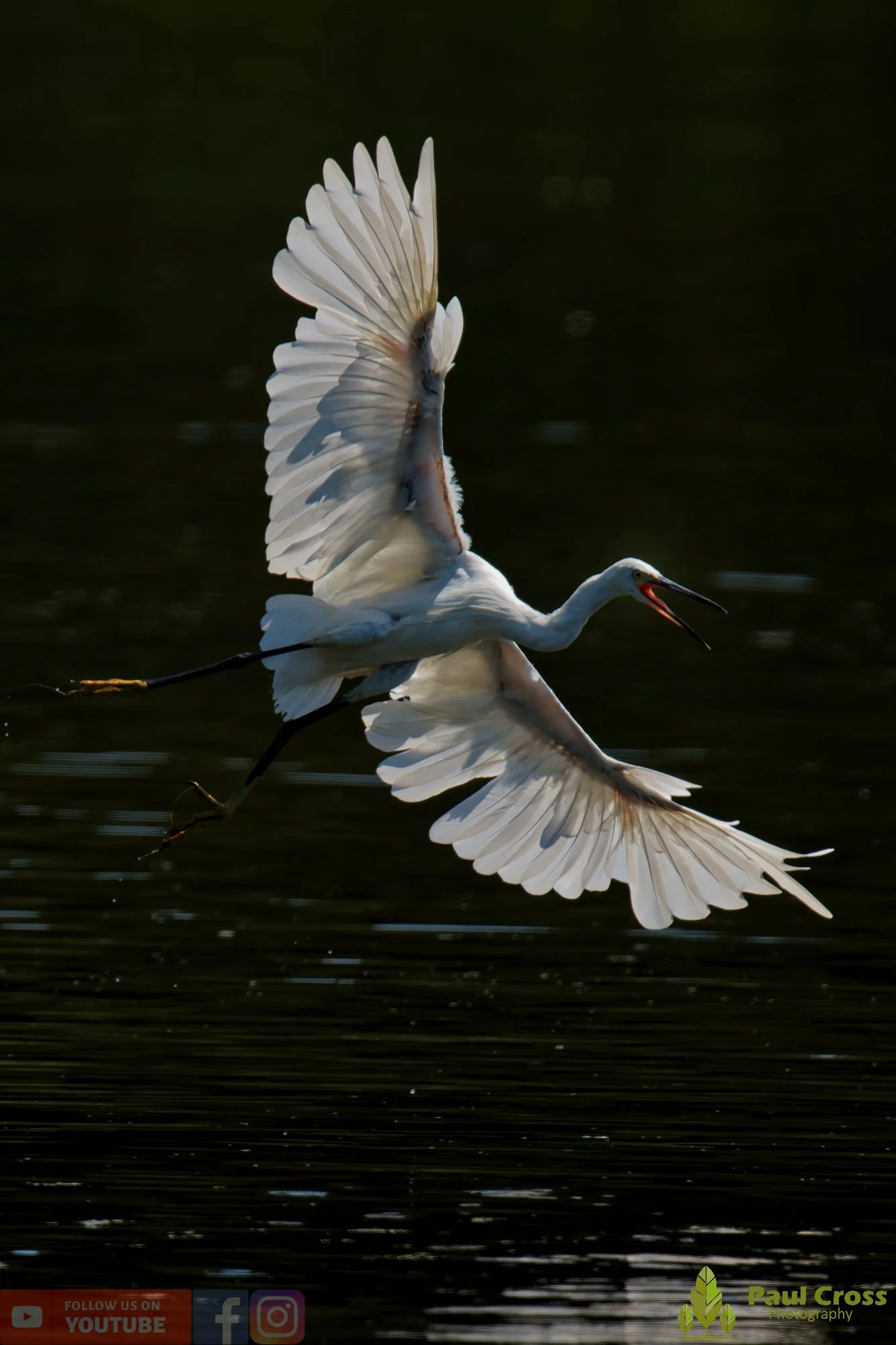 Little Egret-00644.jpg