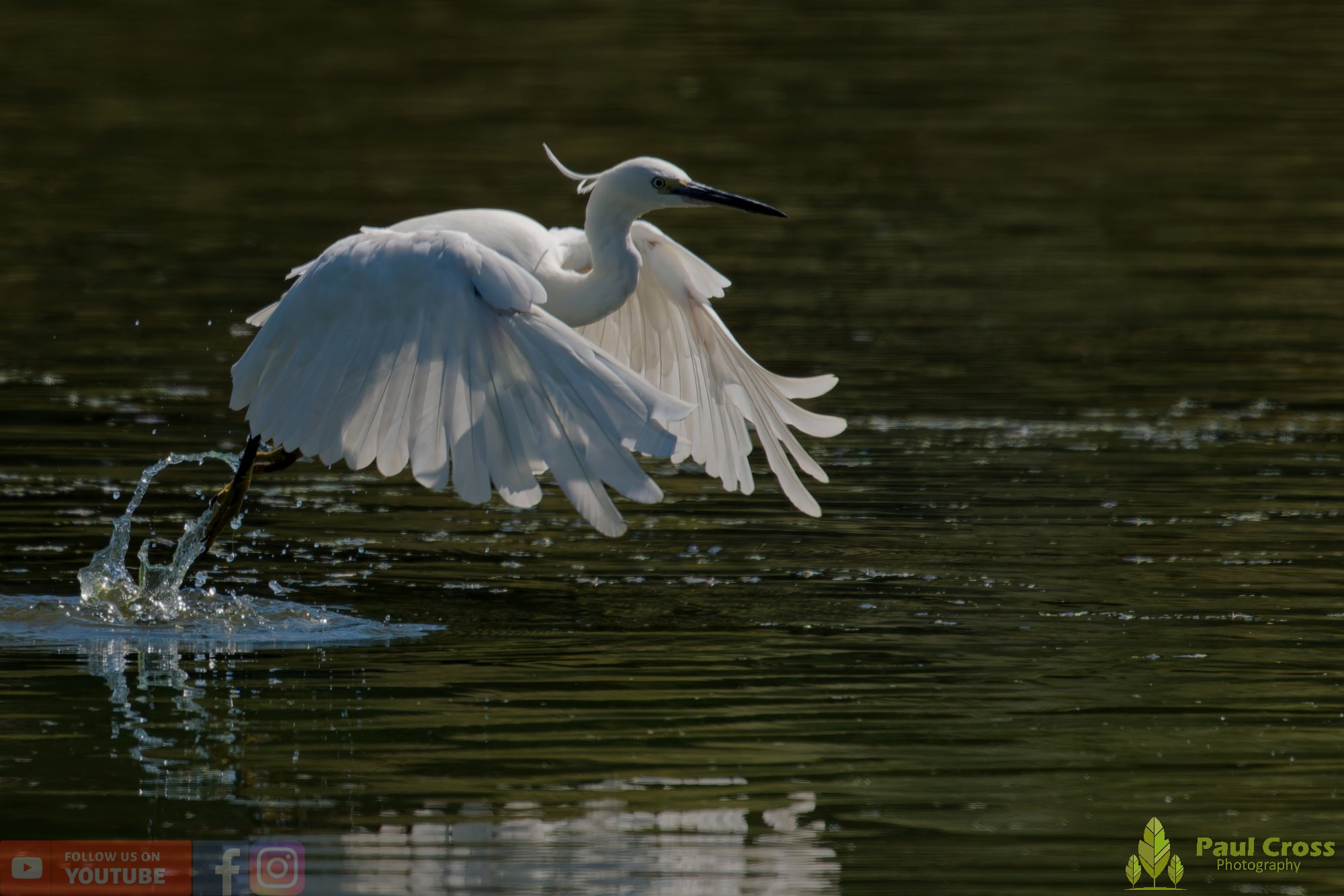 Little Egret-00646.jpg