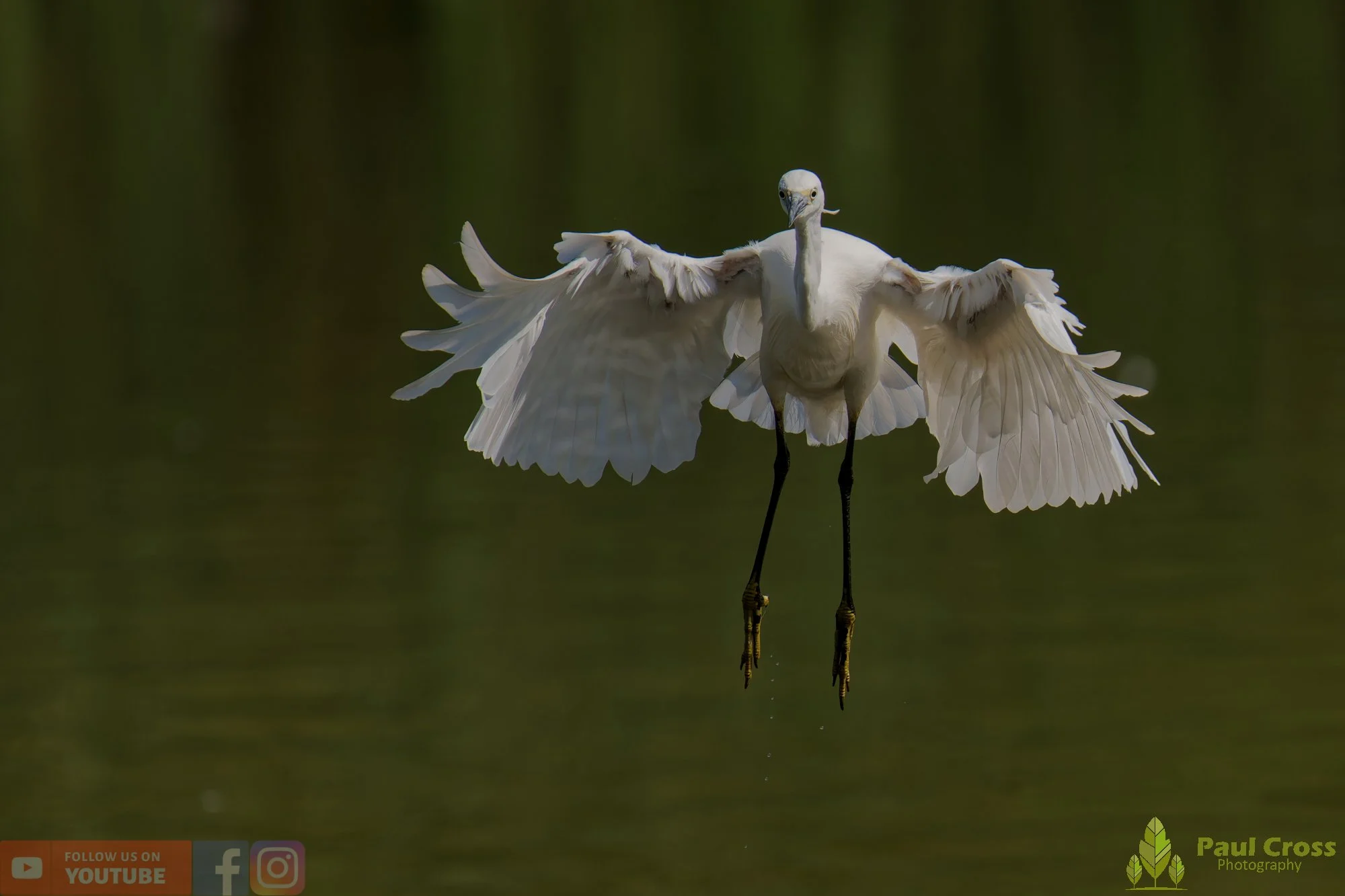 Little Egret-00647.jpg