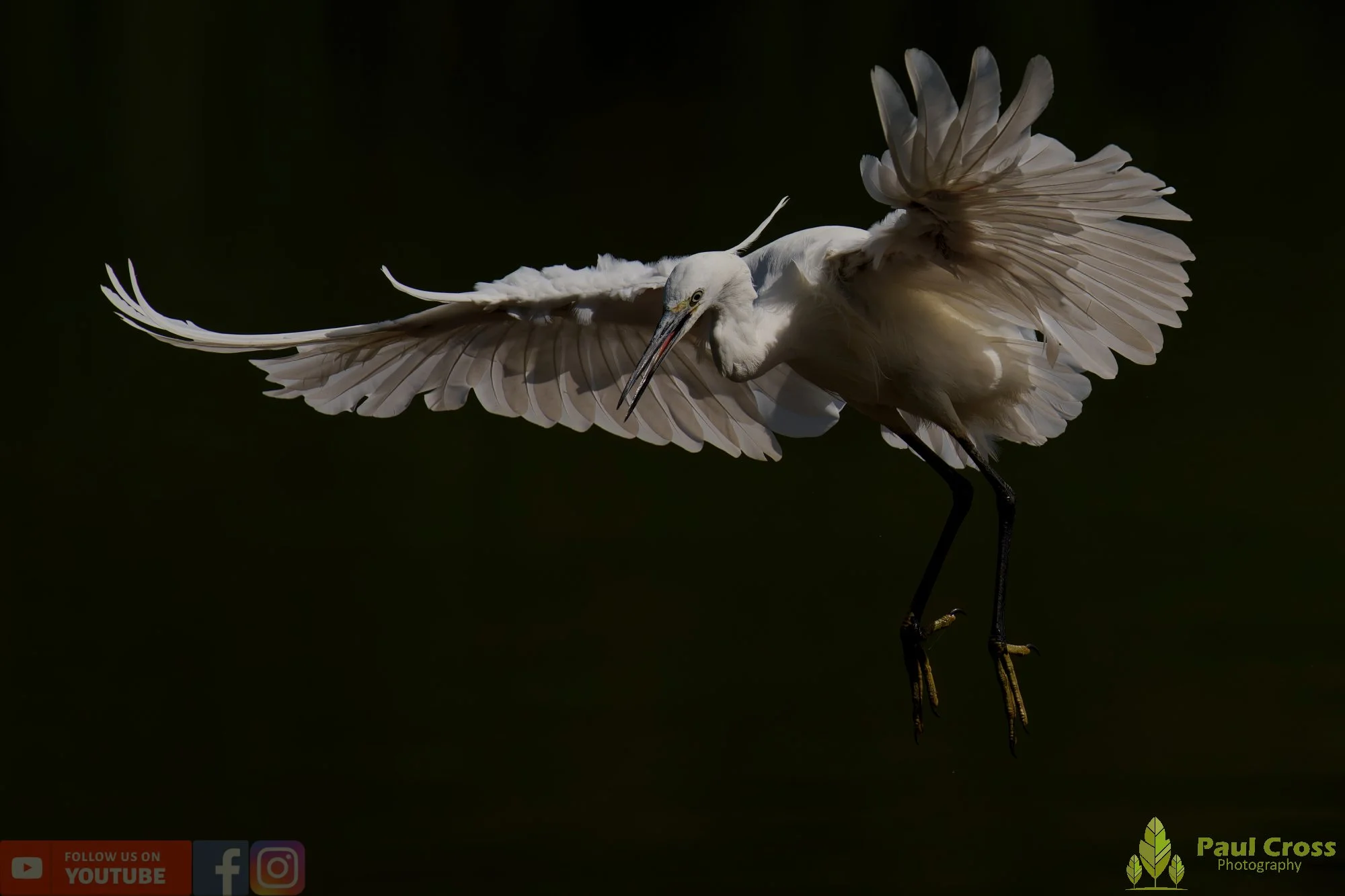 Little Egret-00649.jpg
