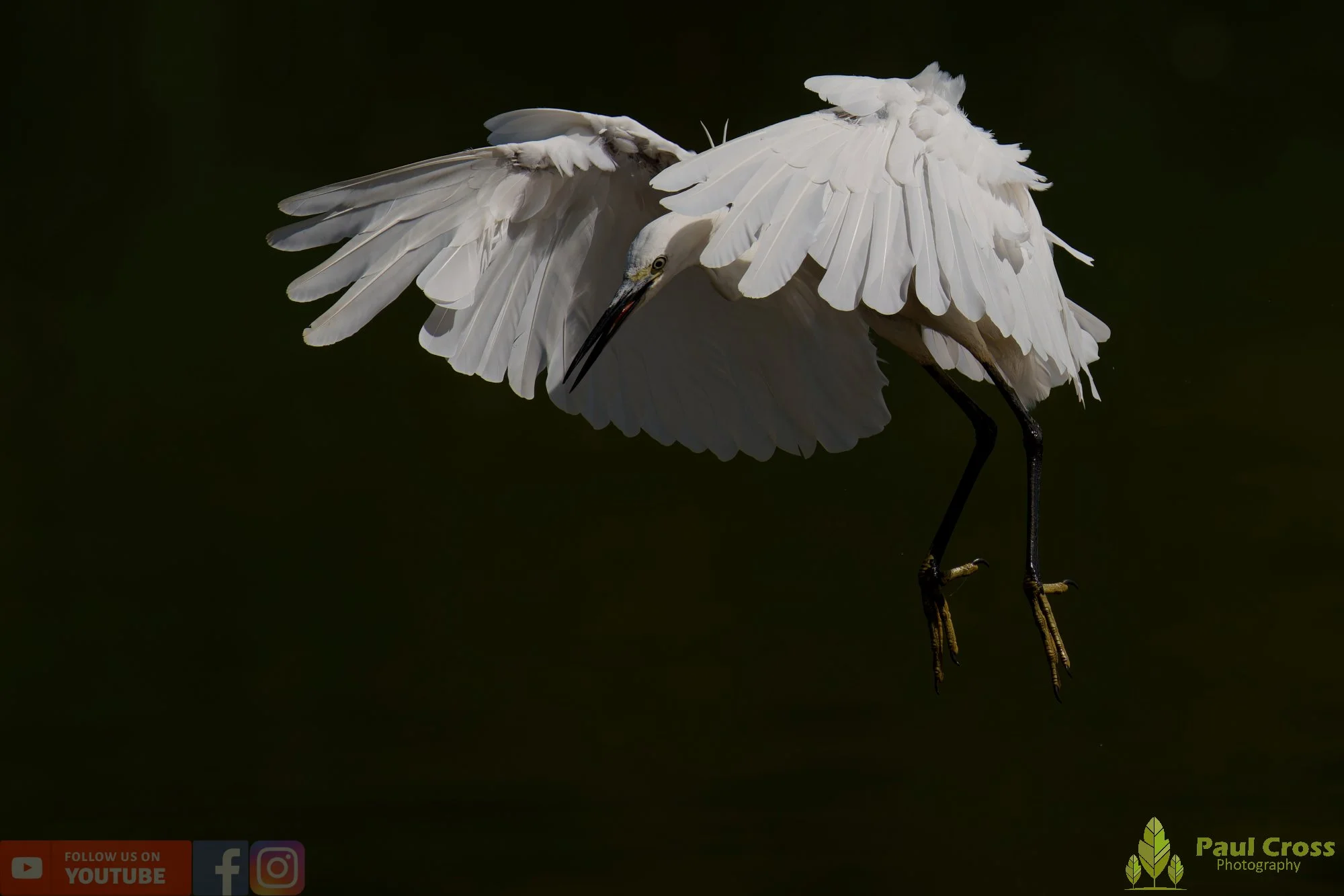 Little Egret-00650.jpg