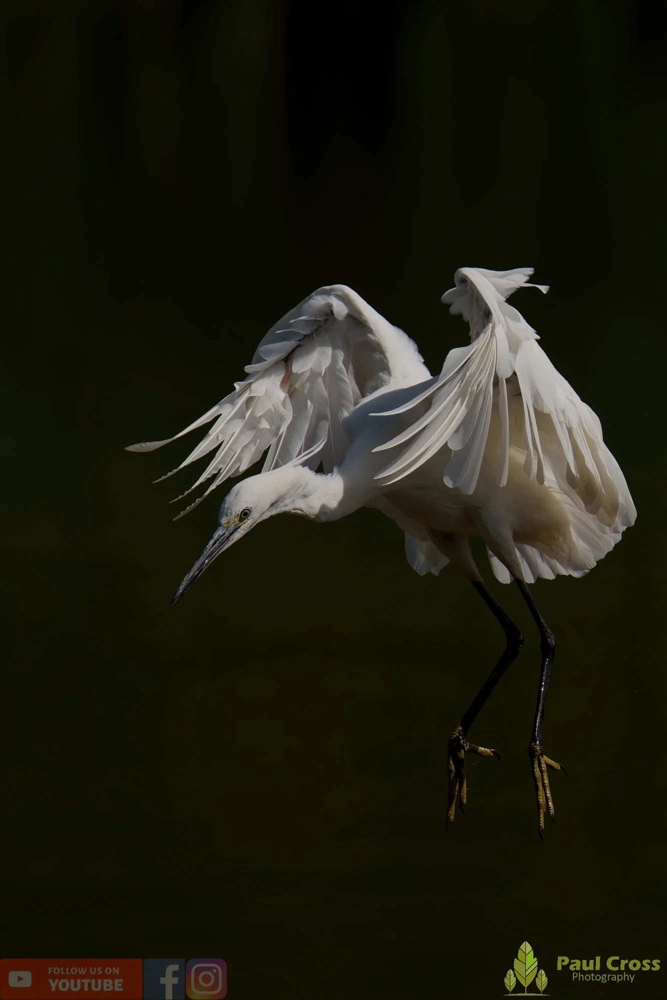 Little Egret-00651.jpg