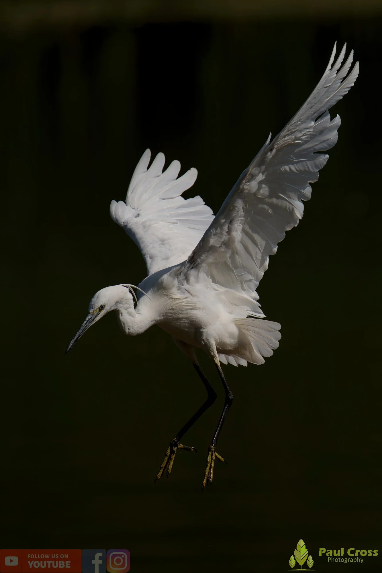 Little Egret-00653.jpg