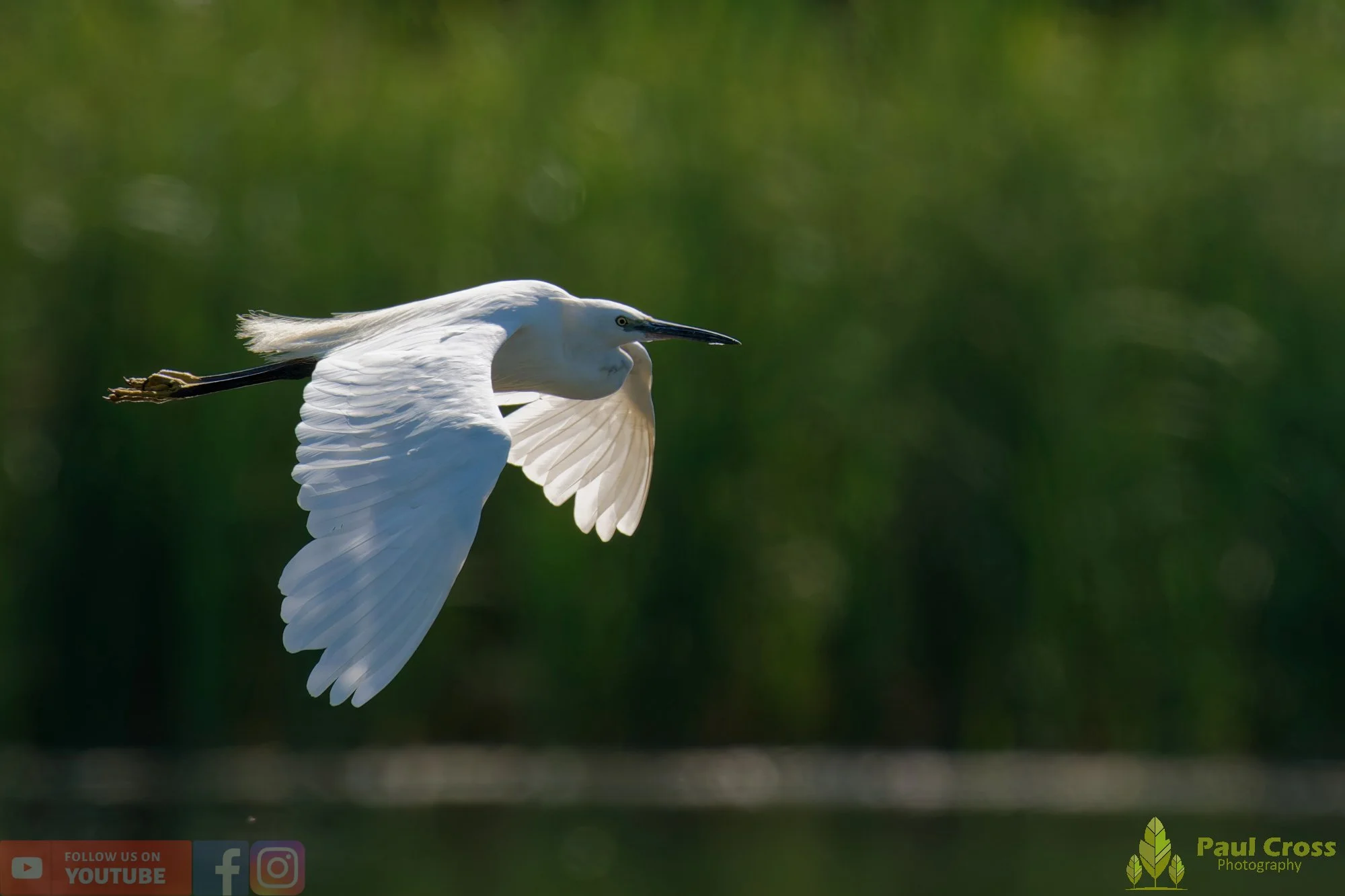 Little Egret-00654.jpg