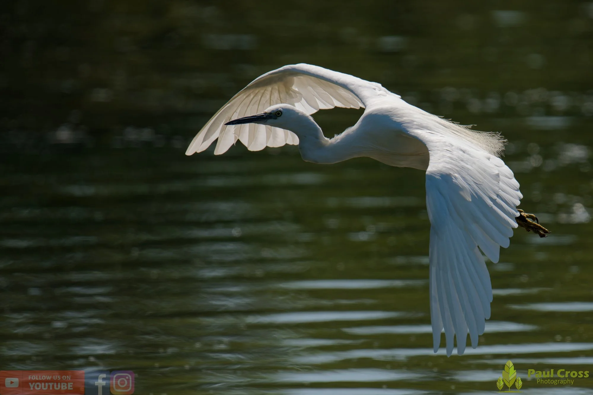 Little Egret-00655.jpg