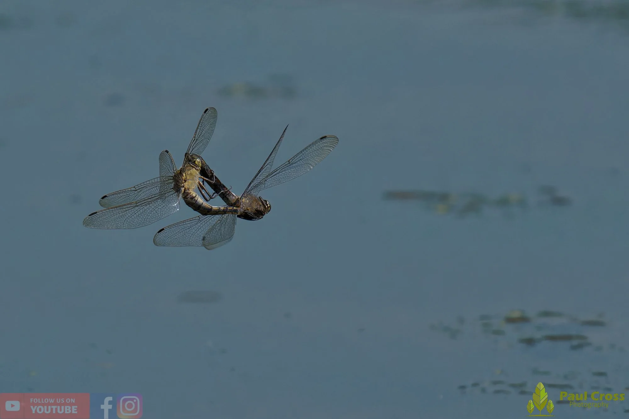 Broad-Bodied Chaser-00107.jpg