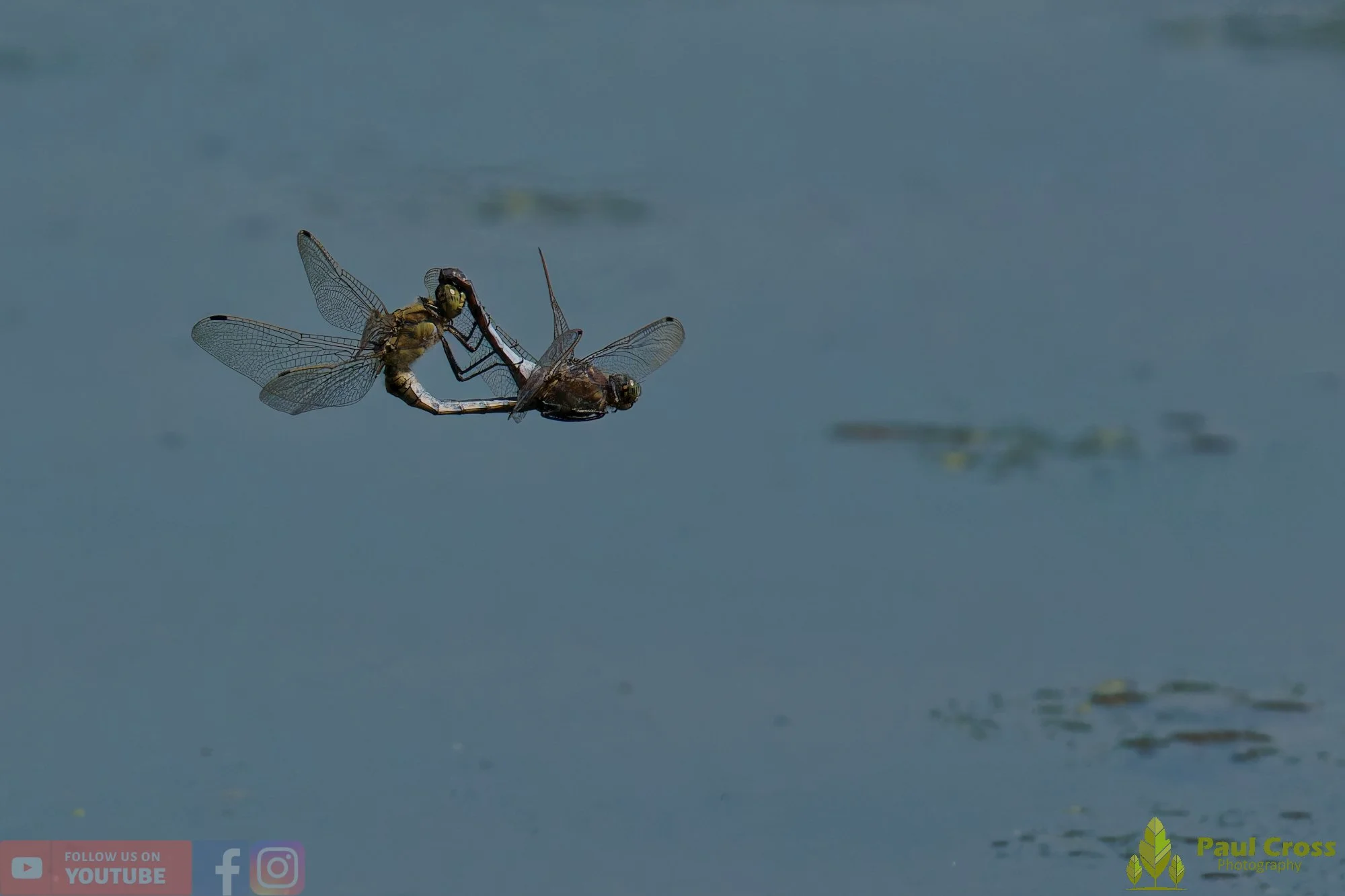 Broad-Bodied Chaser-00106.jpg