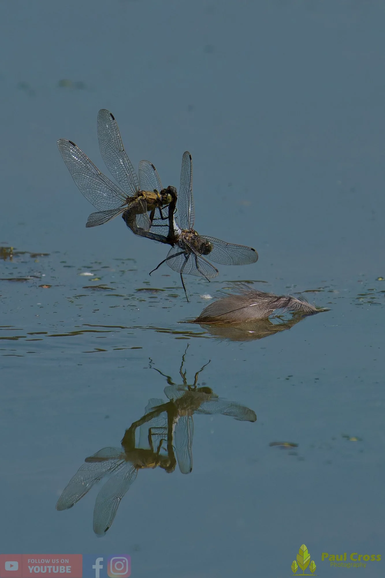 Broad-Bodied Chaser-00108.jpg