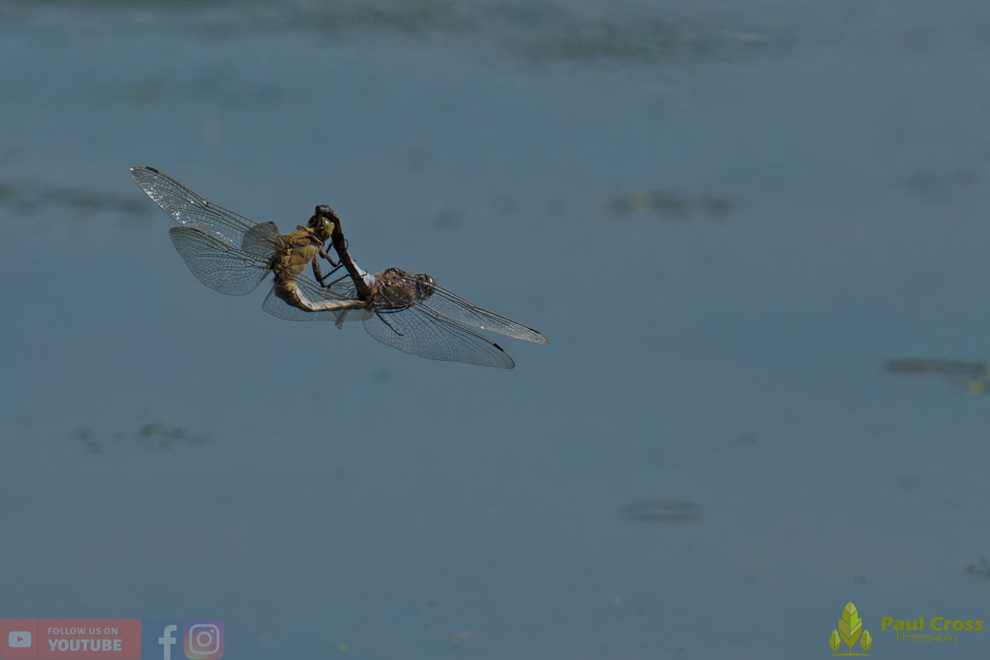 Broad-Bodied Chaser-00109.jpg