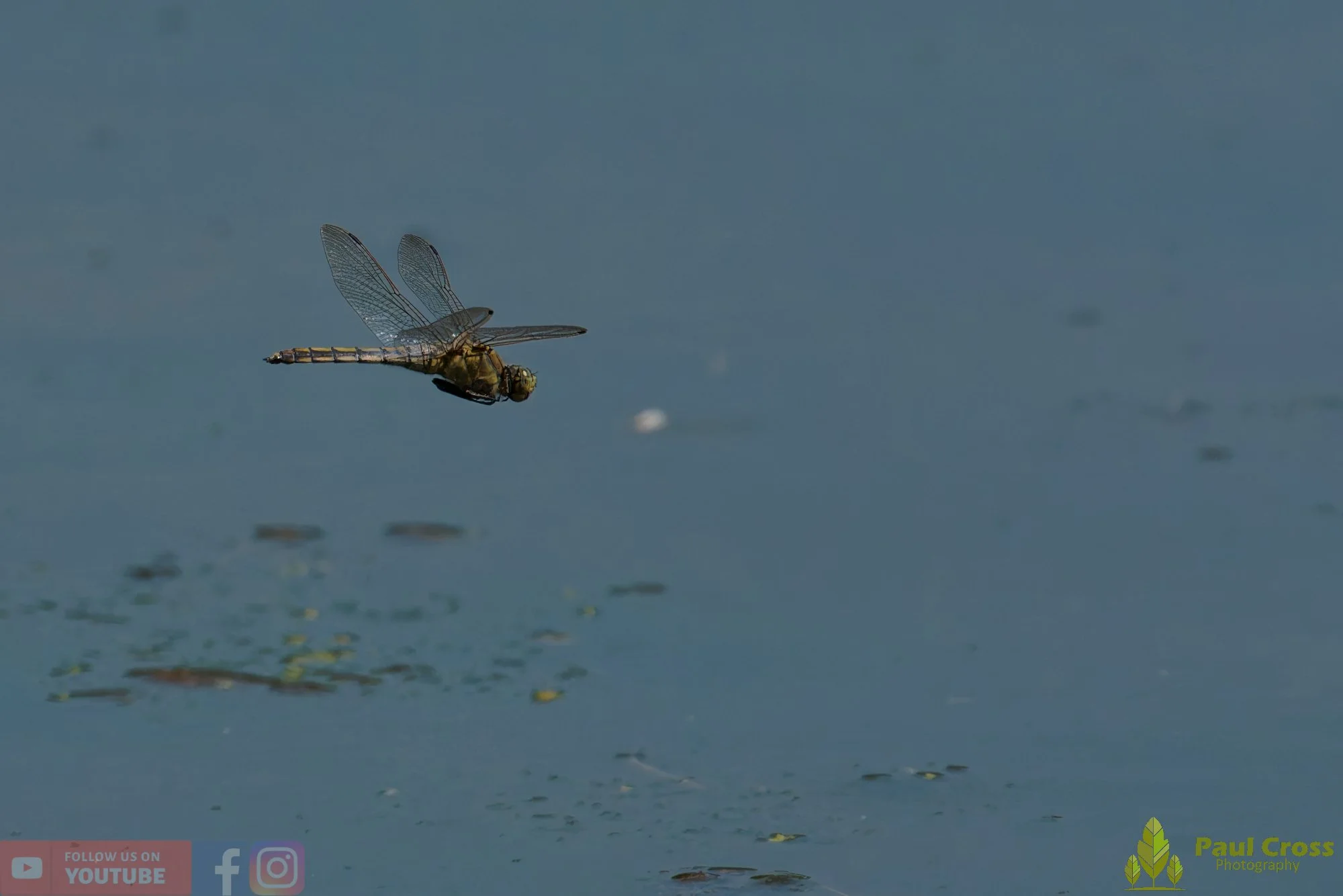 Broad-Bodied Chaser-00110.jpg