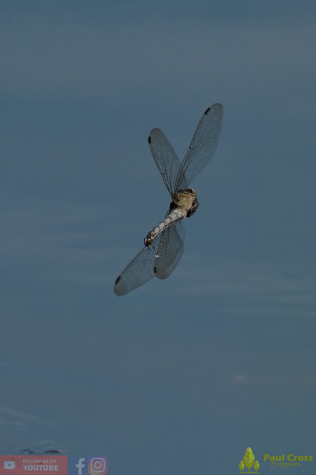 Broad-Bodied Chaser-00112.jpg