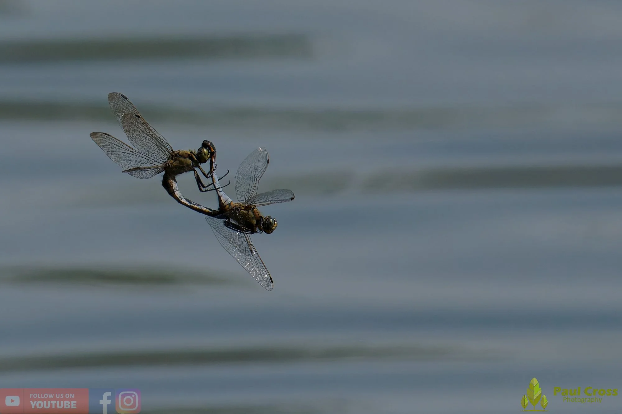 Broad-Bodied Chaser-00113.jpg