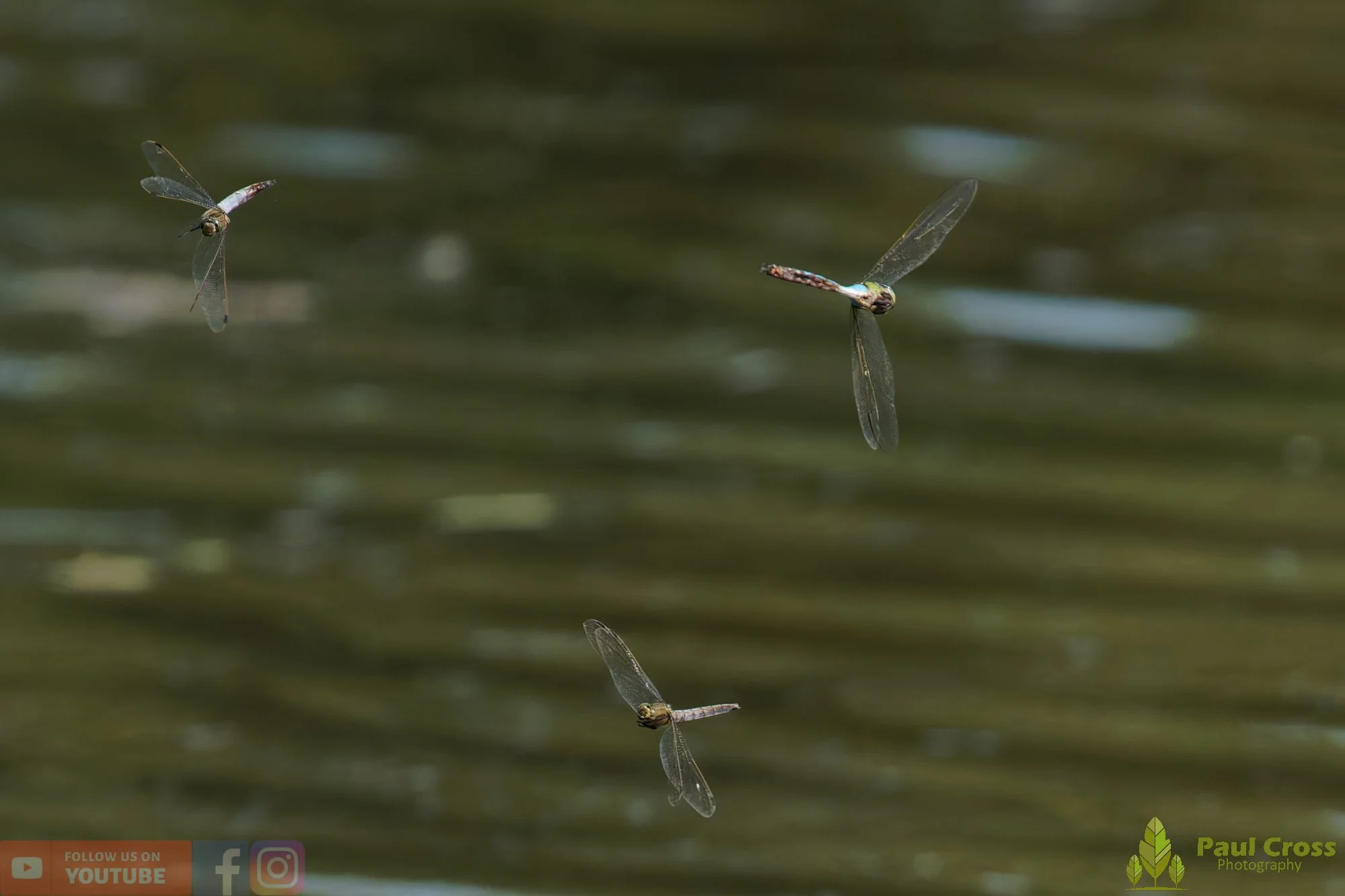 Broad-Bodied Chaser-00114.jpg