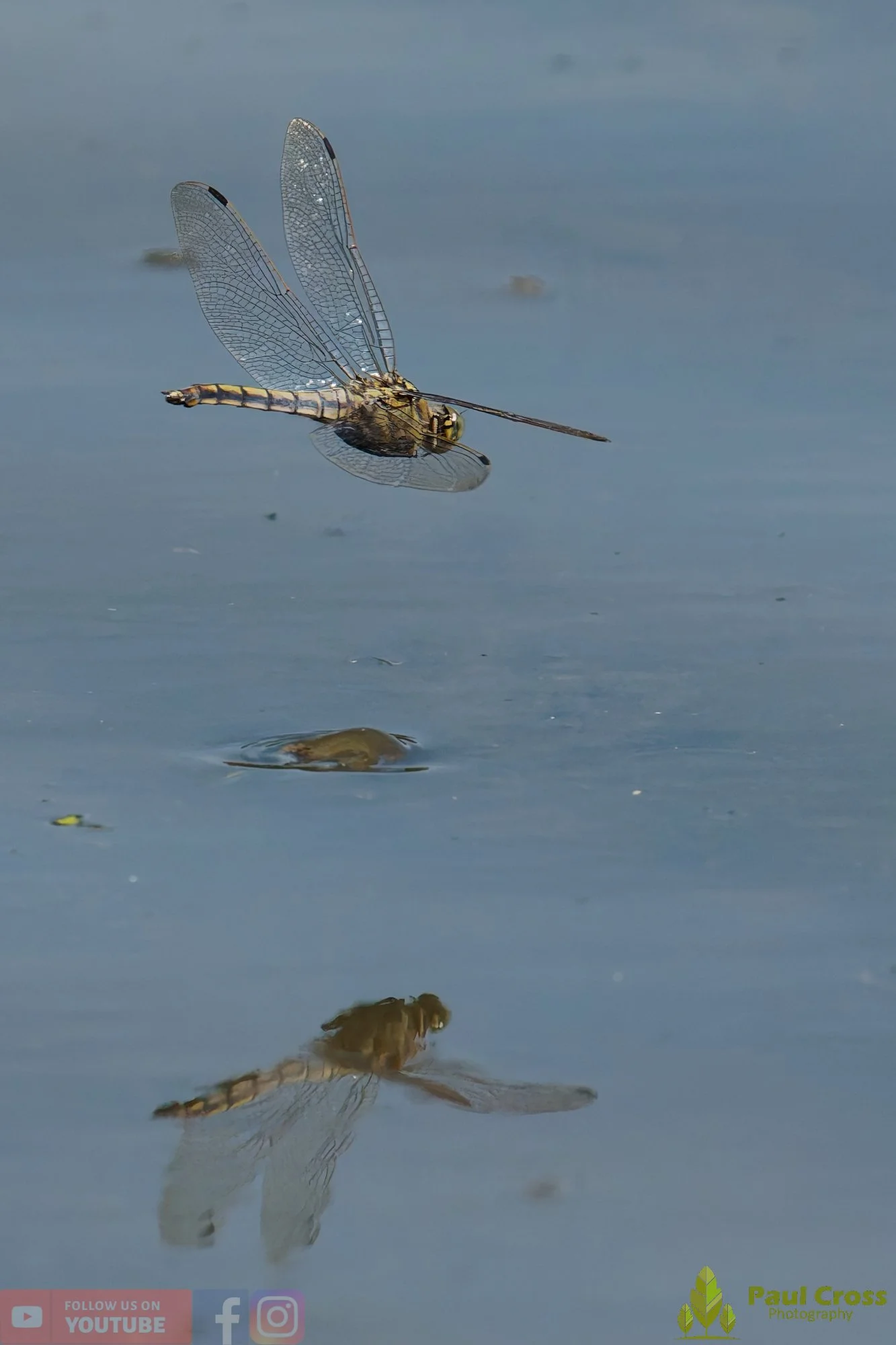 Broad-Bodied Chaser-00115.jpg