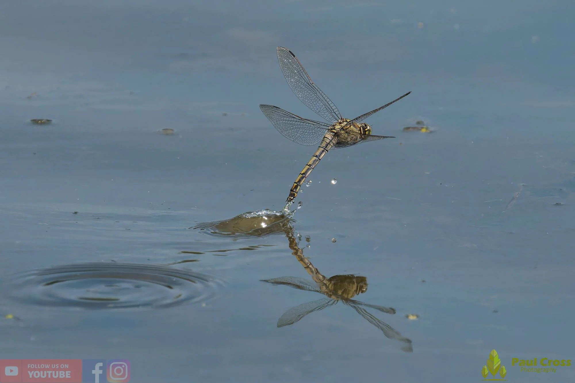 Broad-Bodied Chaser-00116.jpg