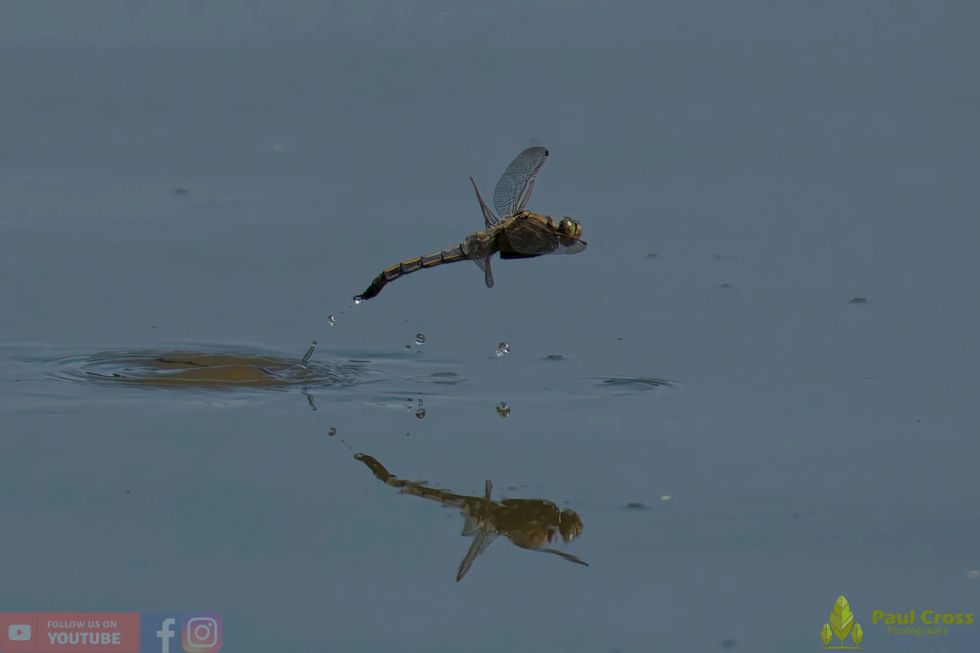 Broad-Bodied Chaser-00111.jpg