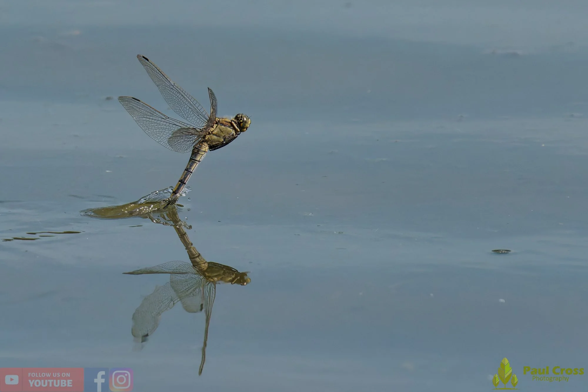 Broad-Bodied Chaser-00117.jpg