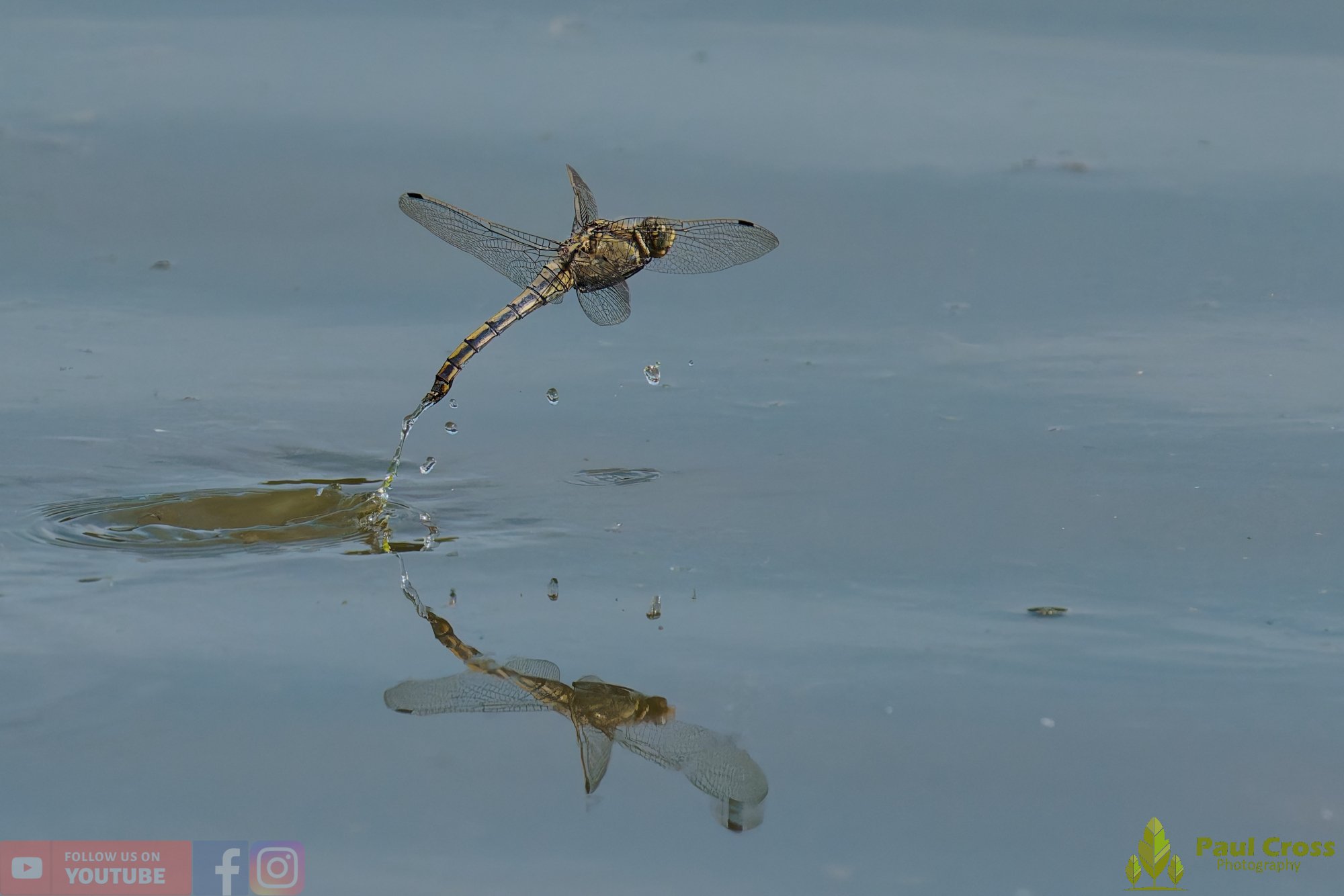Broad-Bodied Chaser-00118.jpg