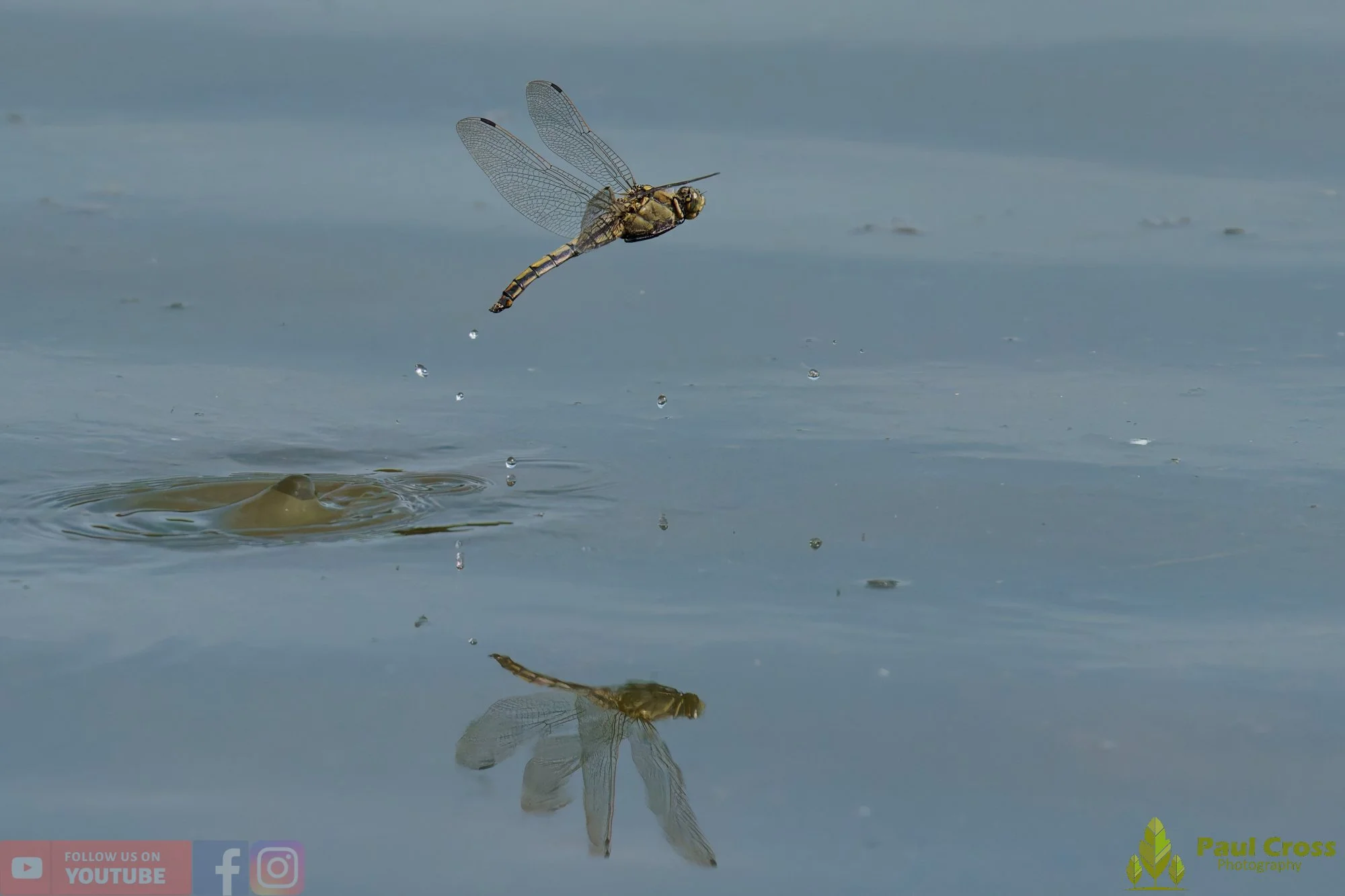 Broad-Bodied Chaser-00119.jpg