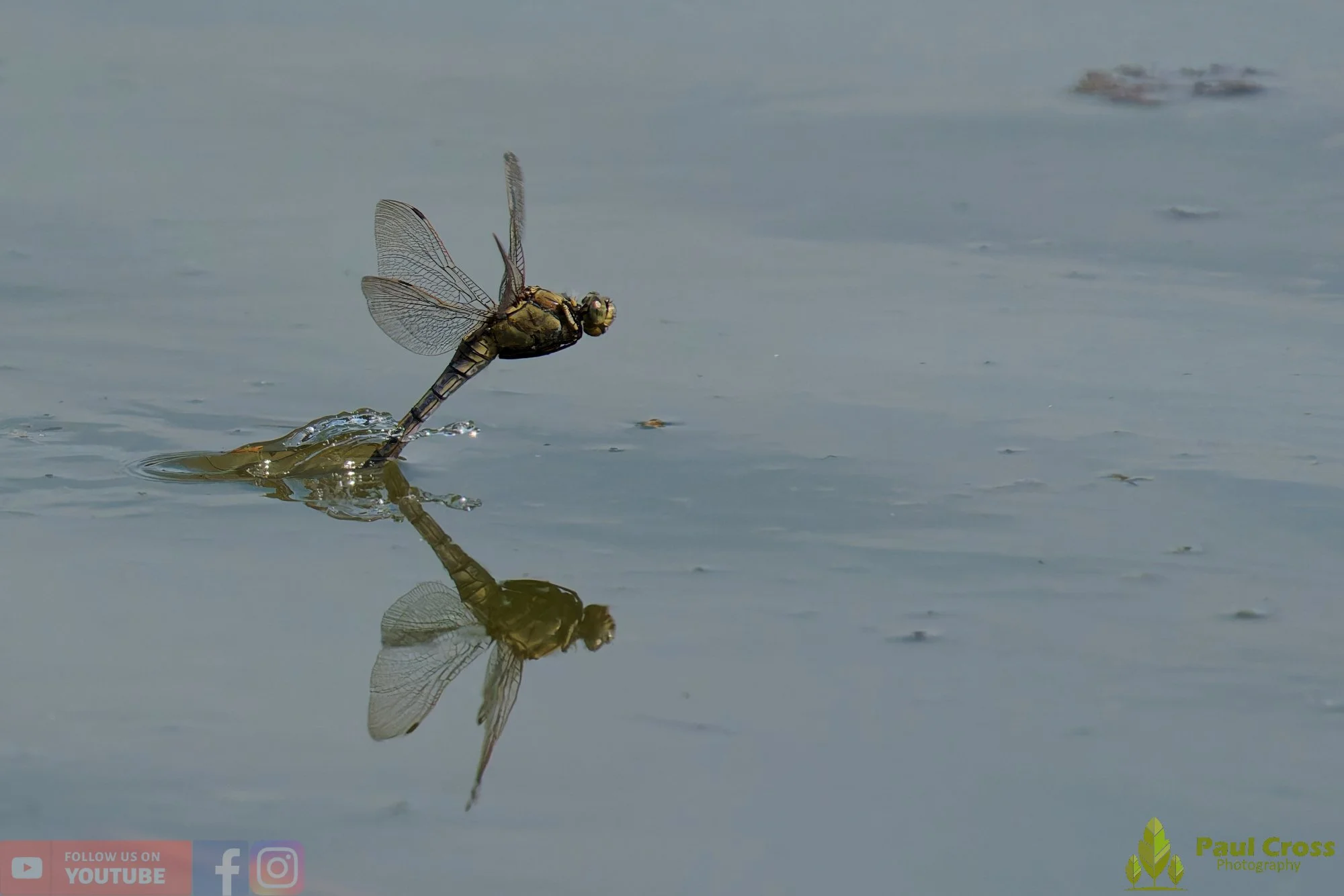Broad-Bodied Chaser-00120.jpg