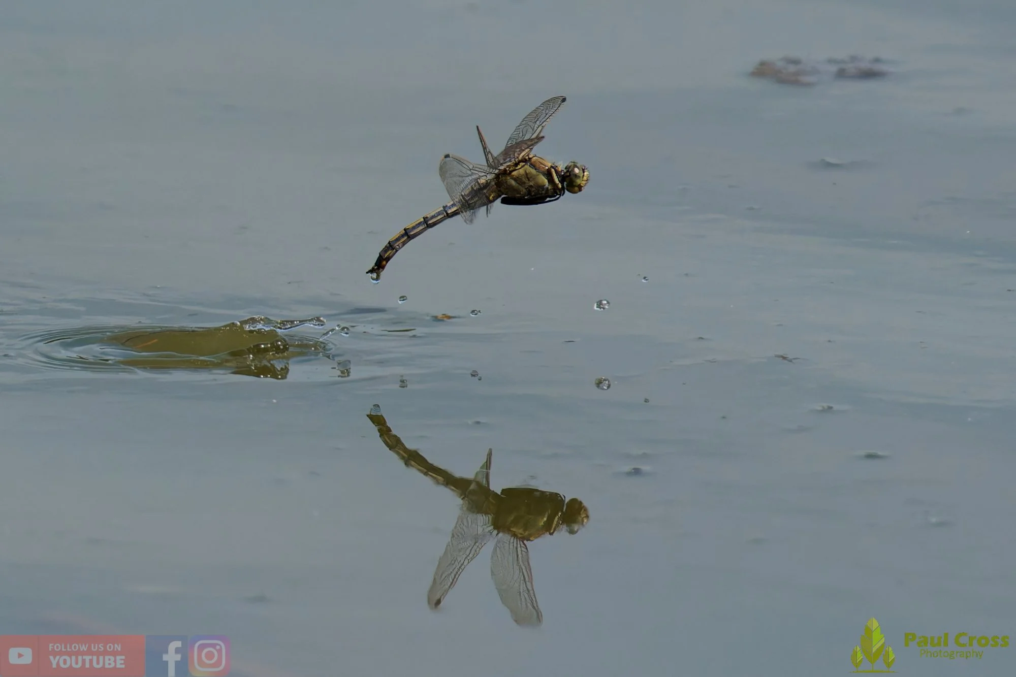 Broad-Bodied Chaser-00121.jpg