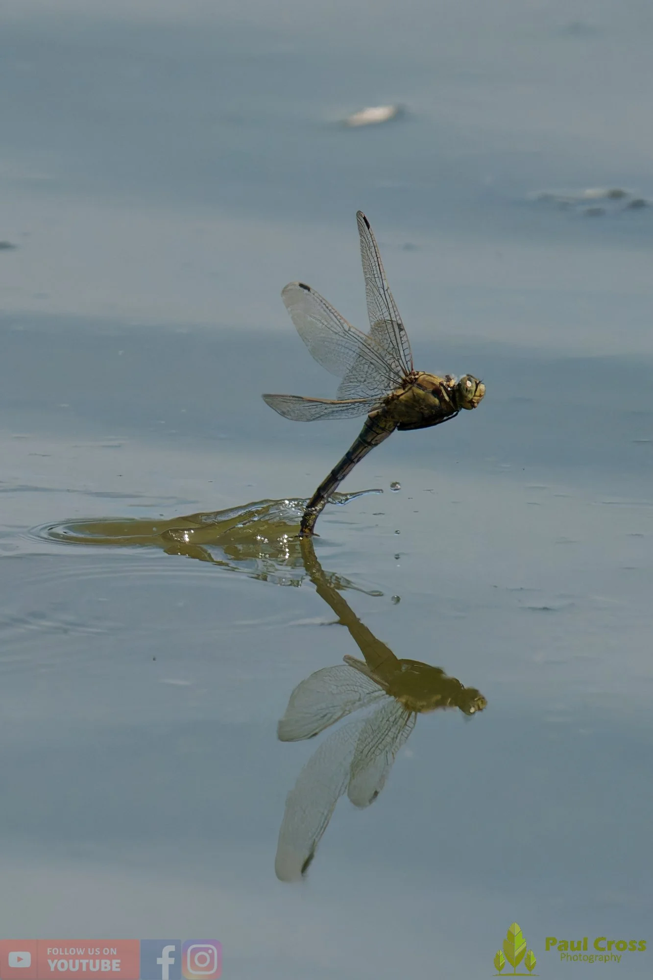 Broad-Bodied Chaser-00122.jpg