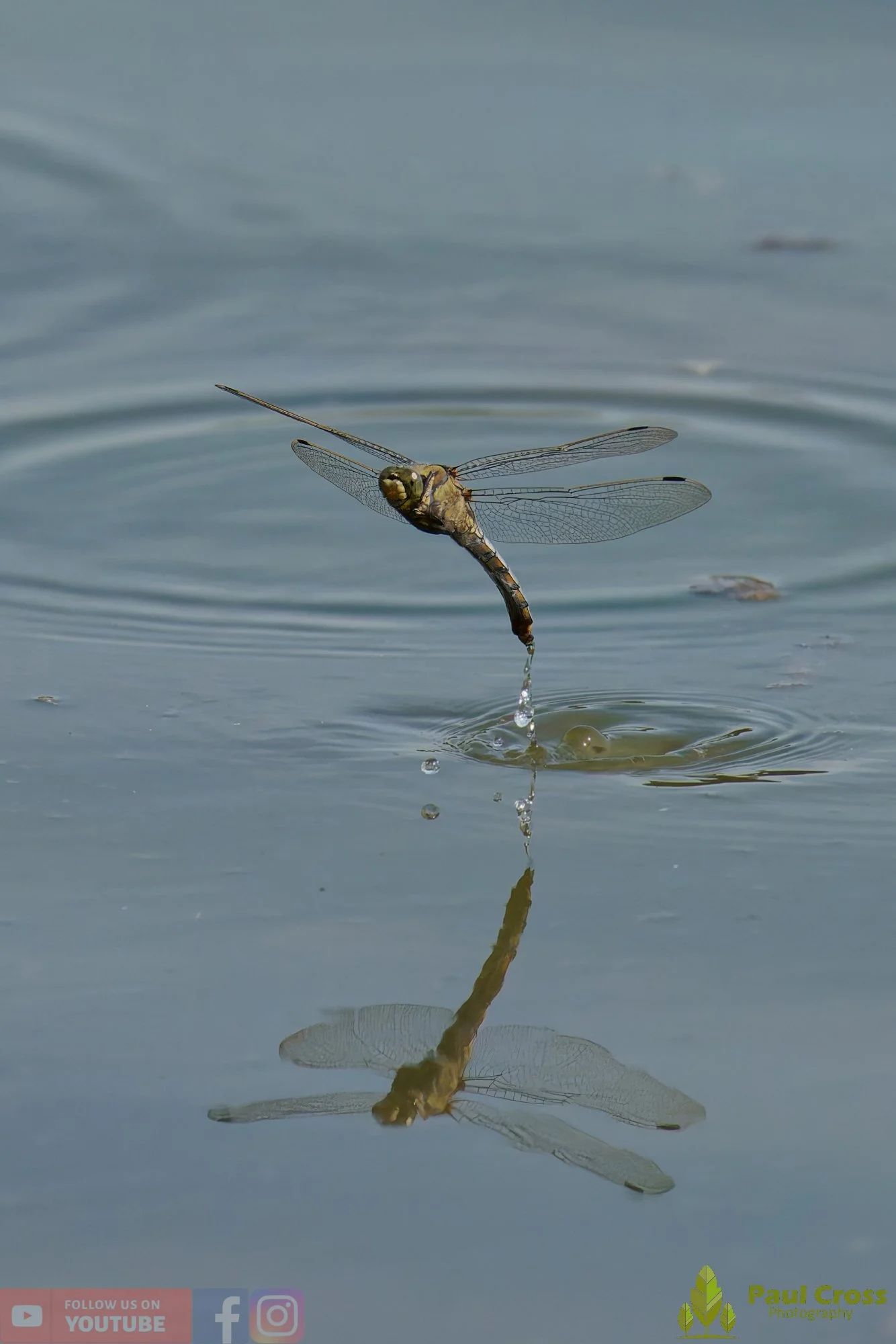 Broad-Bodied Chaser-00123.jpg