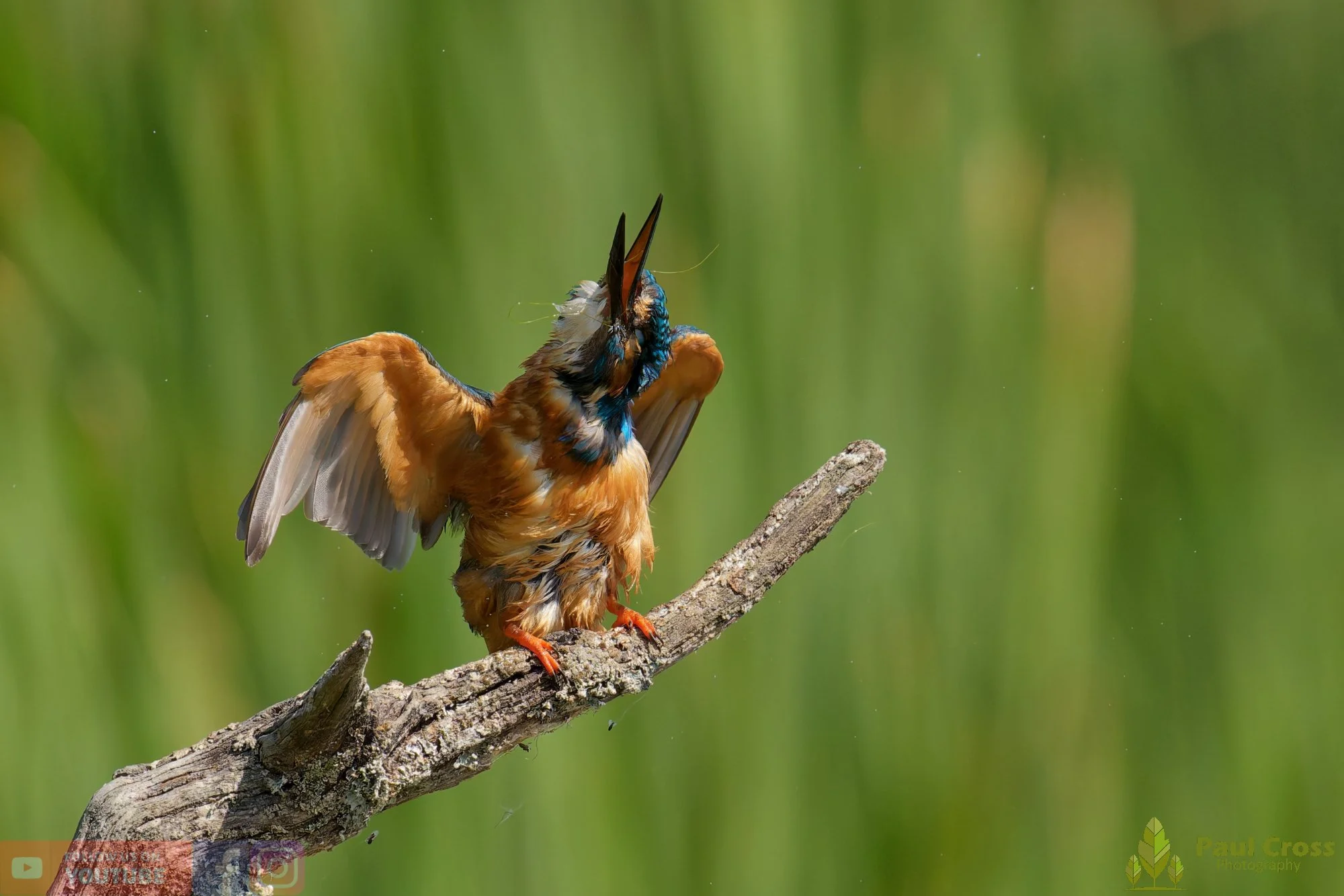 Kingfisher-00857.jpg
