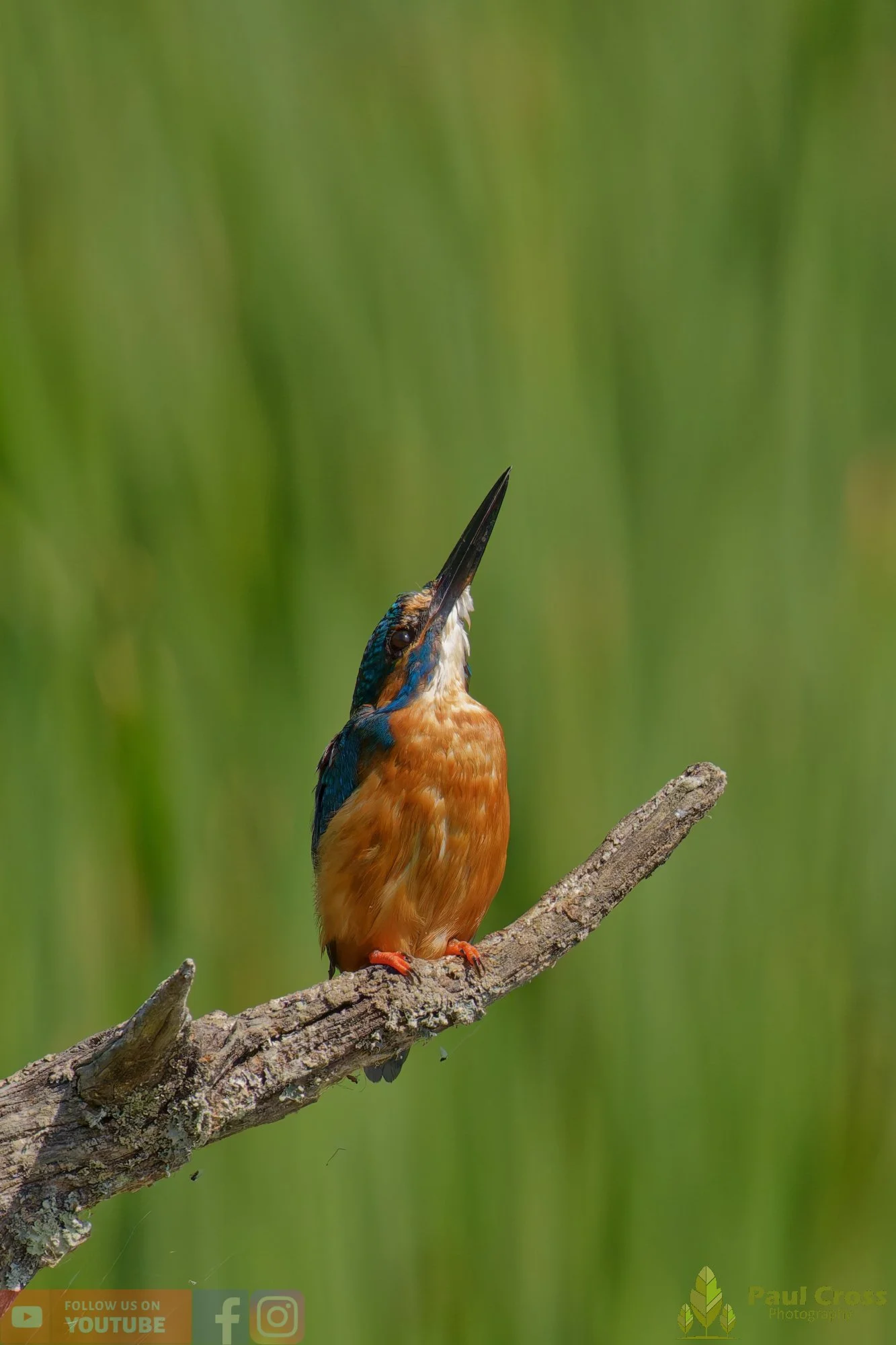 Kingfisher-00858.jpg