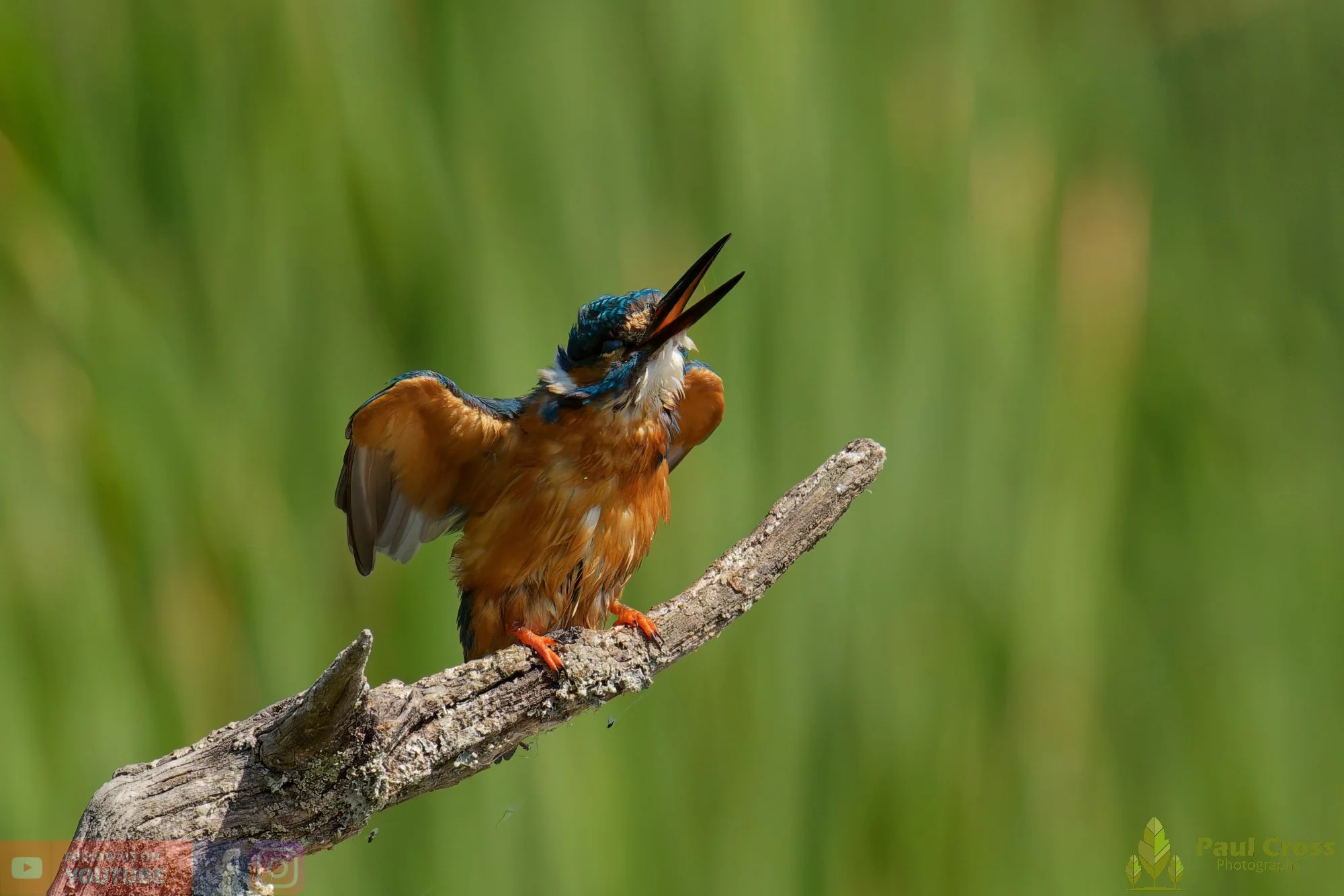 Kingfisher-00875.jpg