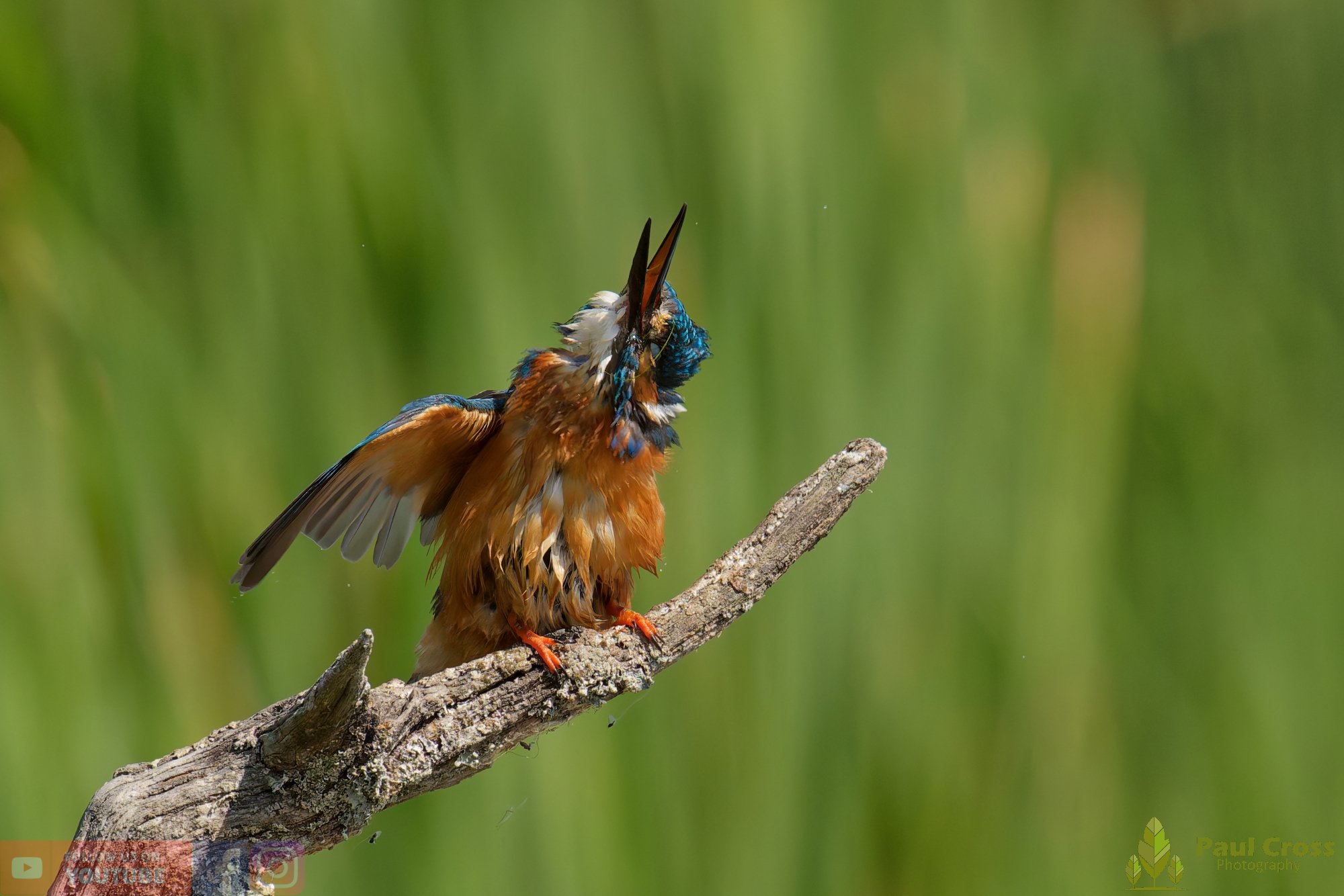Kingfisher-00876.jpg