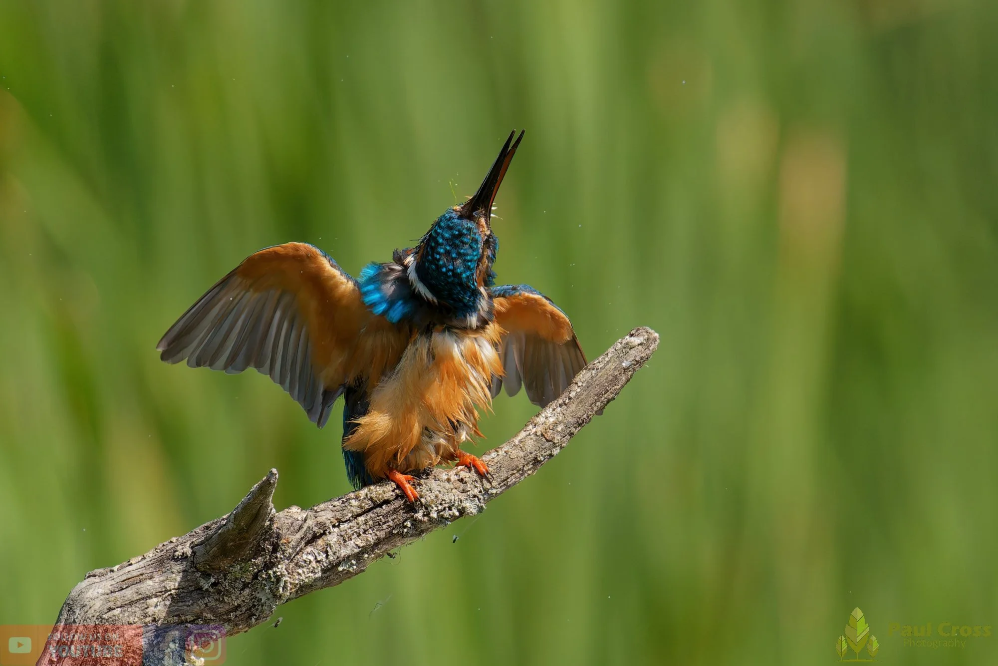 Kingfisher-00877.jpg