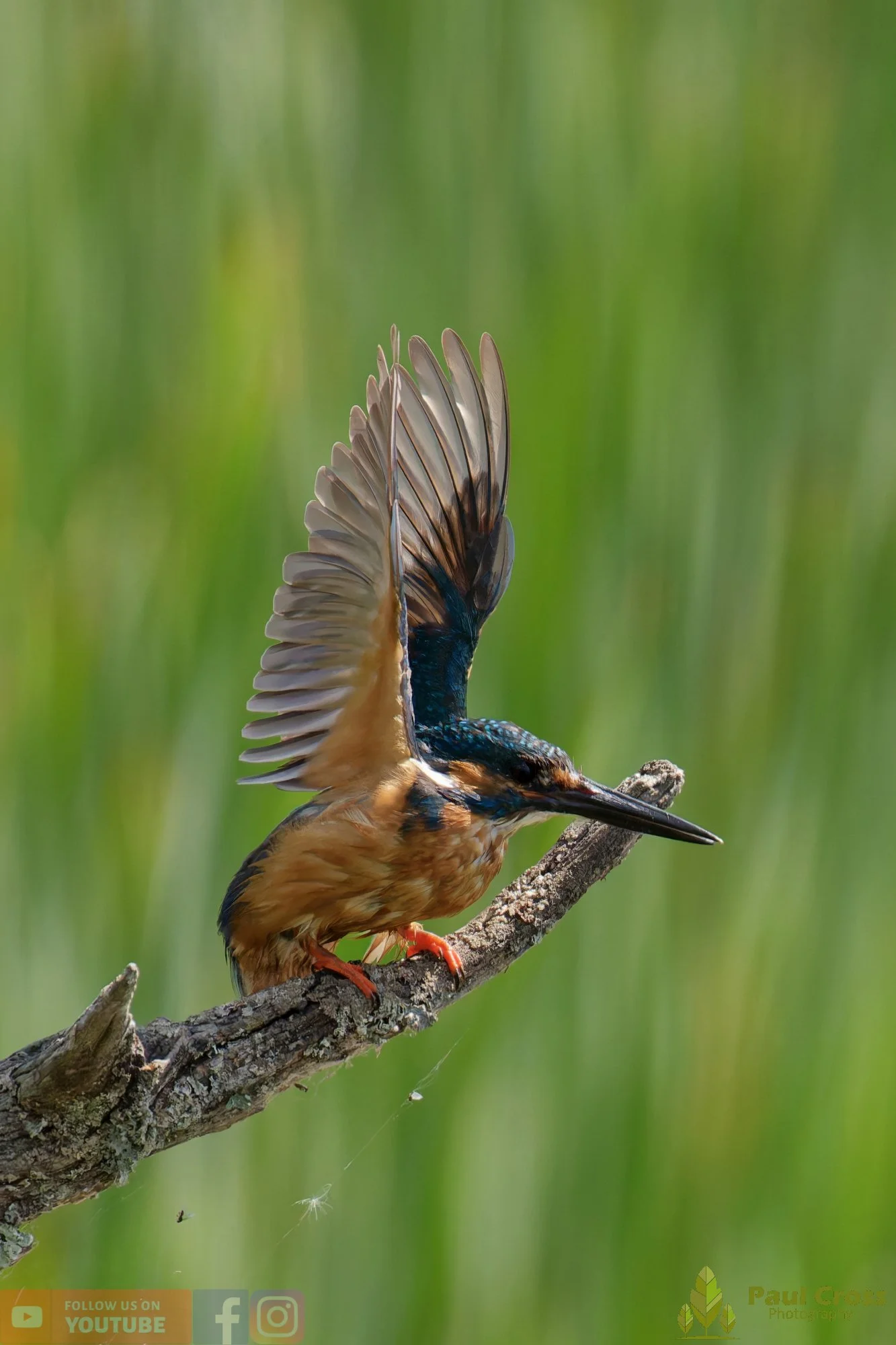 Kingfisher-00878.jpg