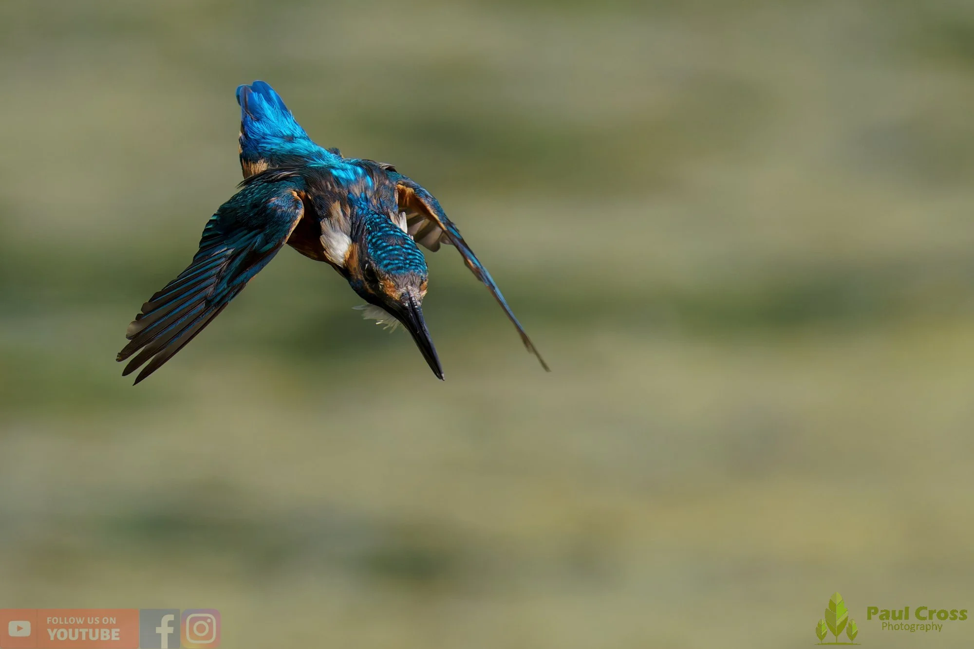 Kingfisher-00860.jpg
