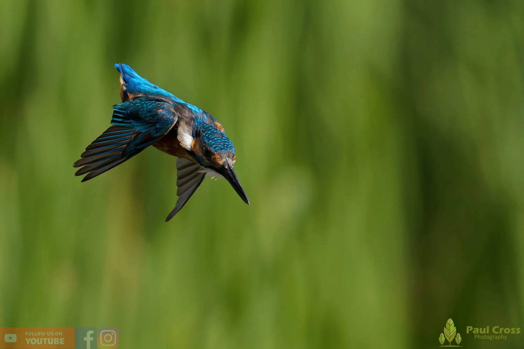 Kingfisher-00859.jpg