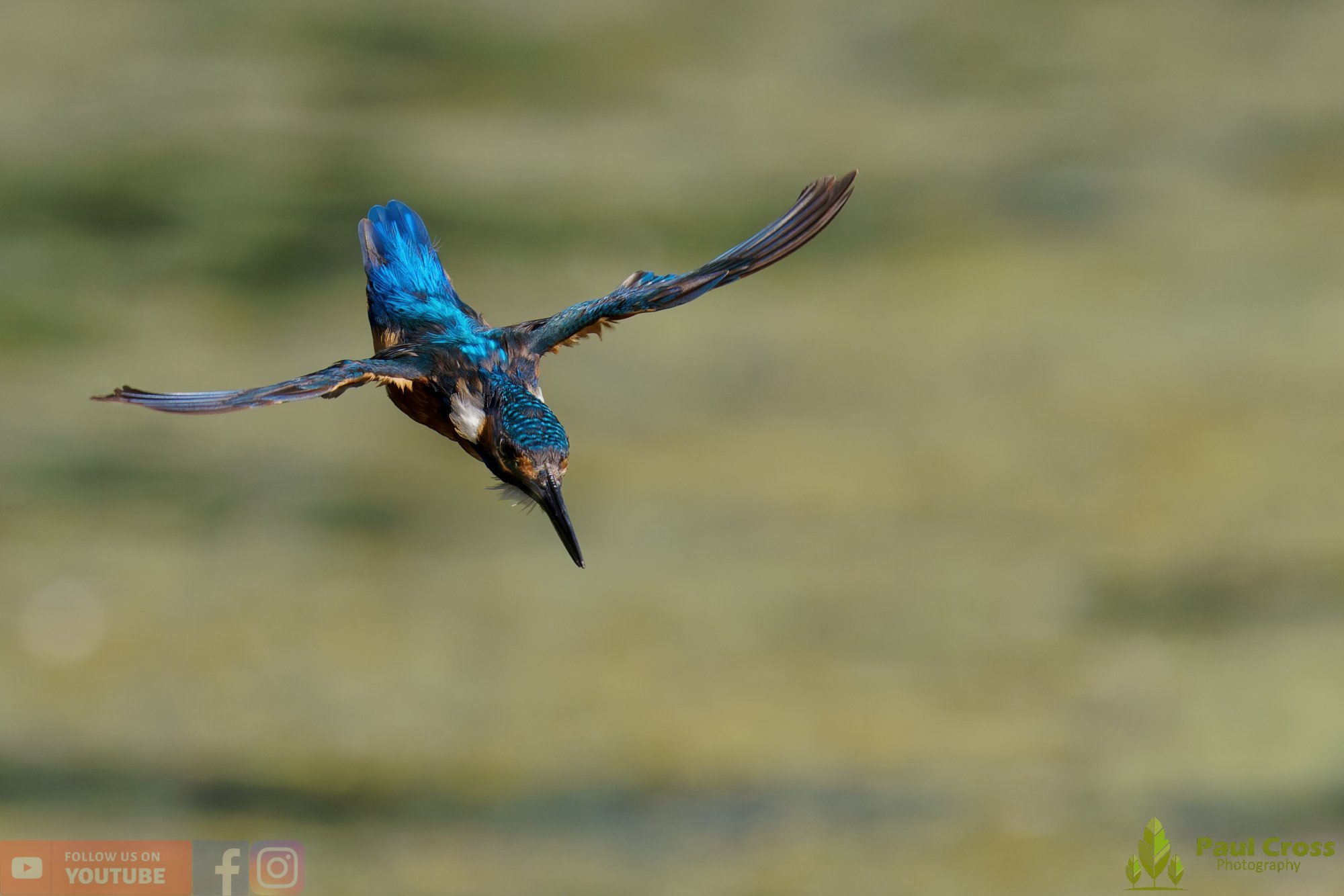 Kingfisher-00861.jpg