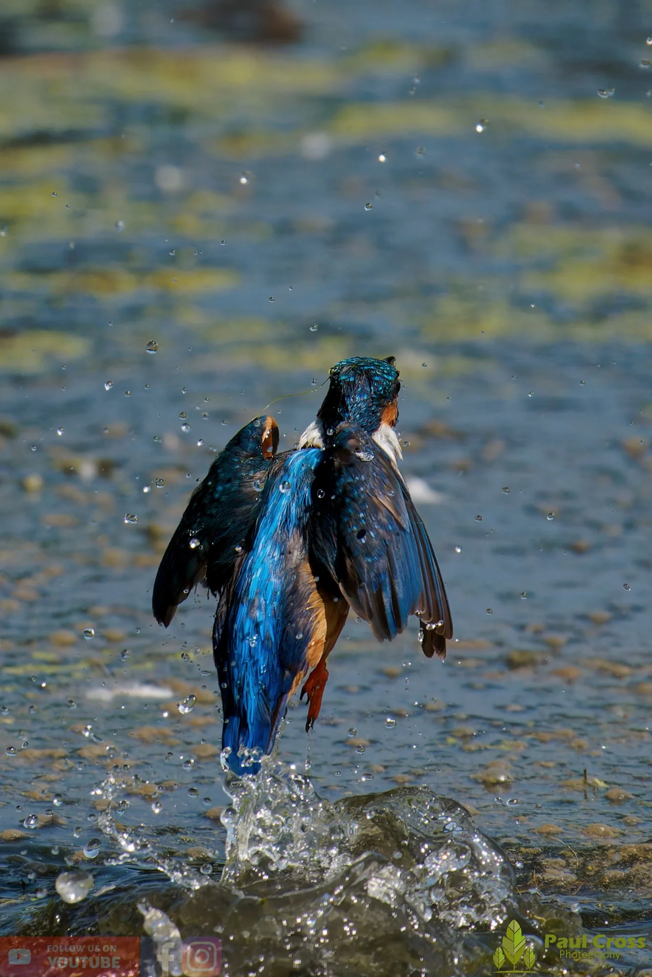 Kingfisher-00862.jpg