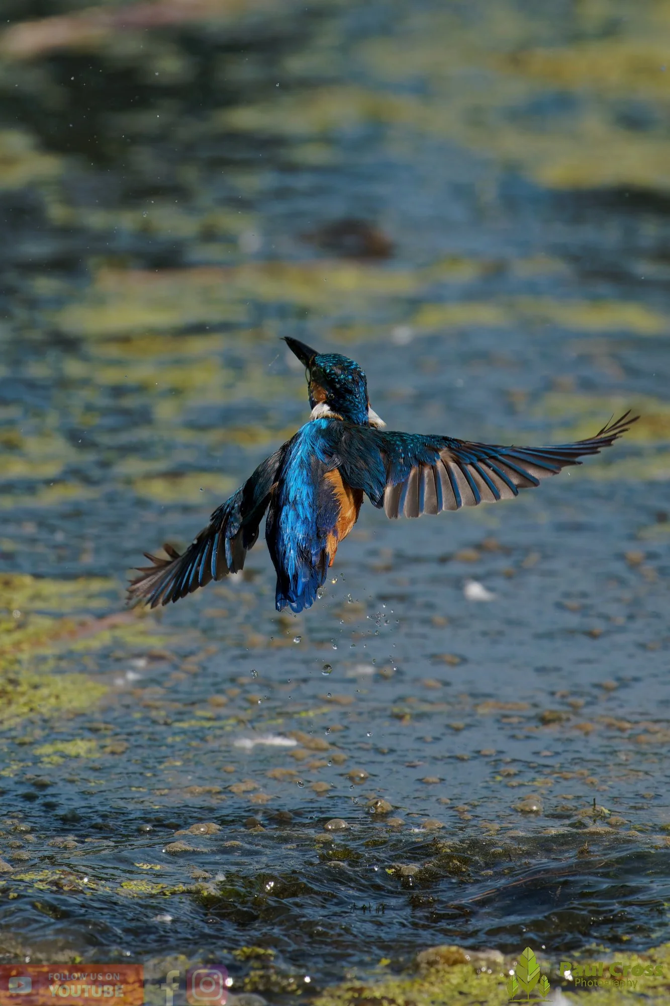 Kingfisher-00863.jpg
