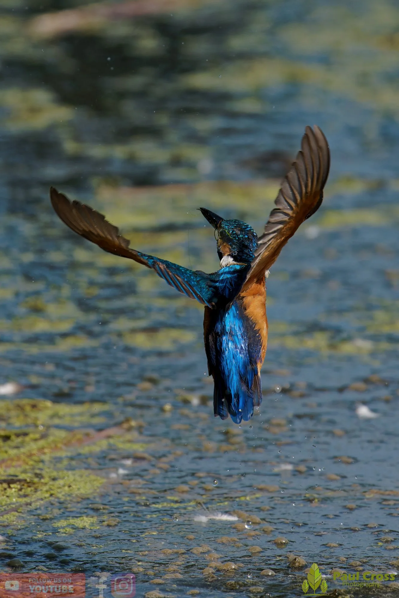 Kingfisher-00864.jpg