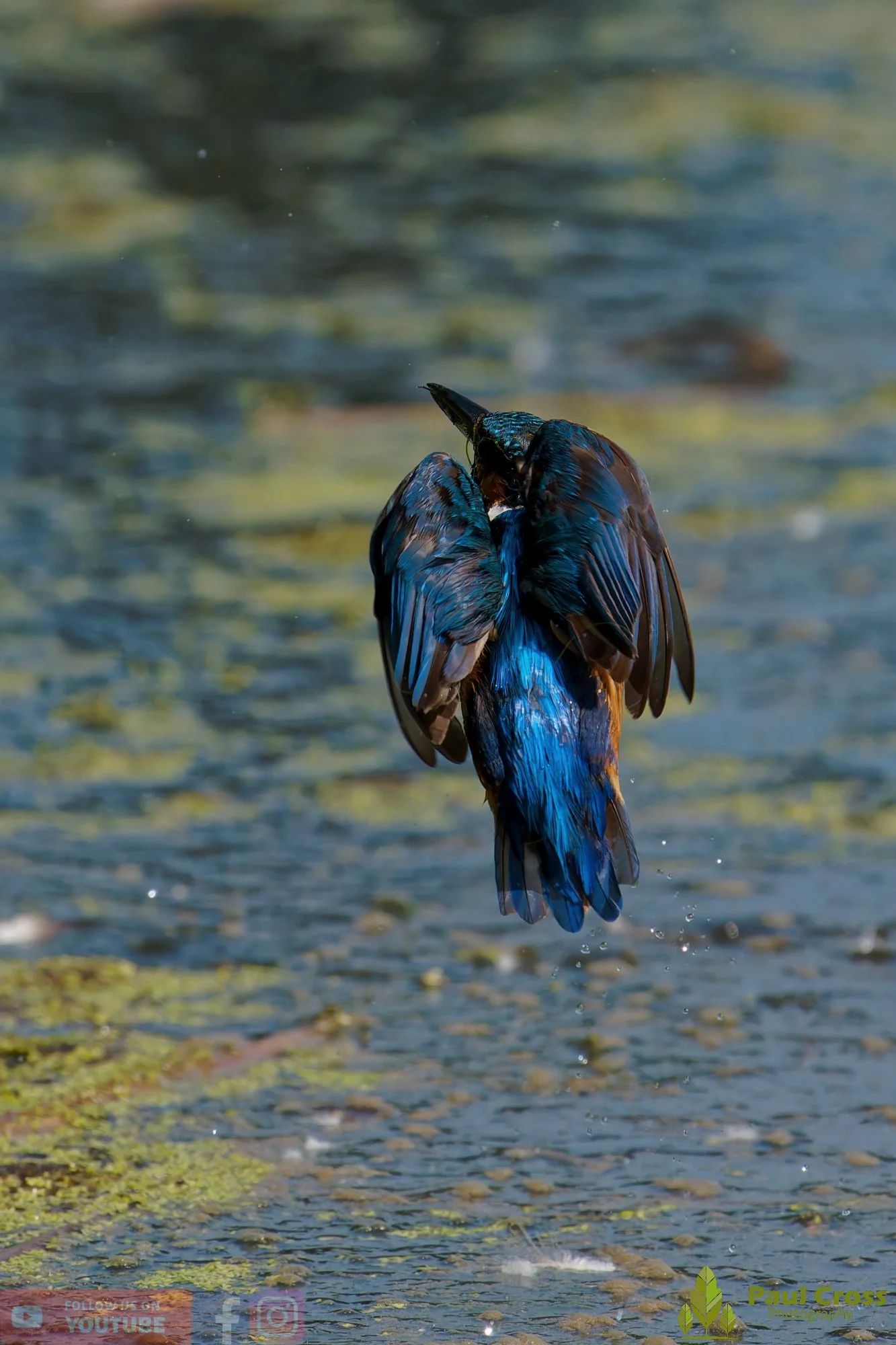 Kingfisher-00865.jpg