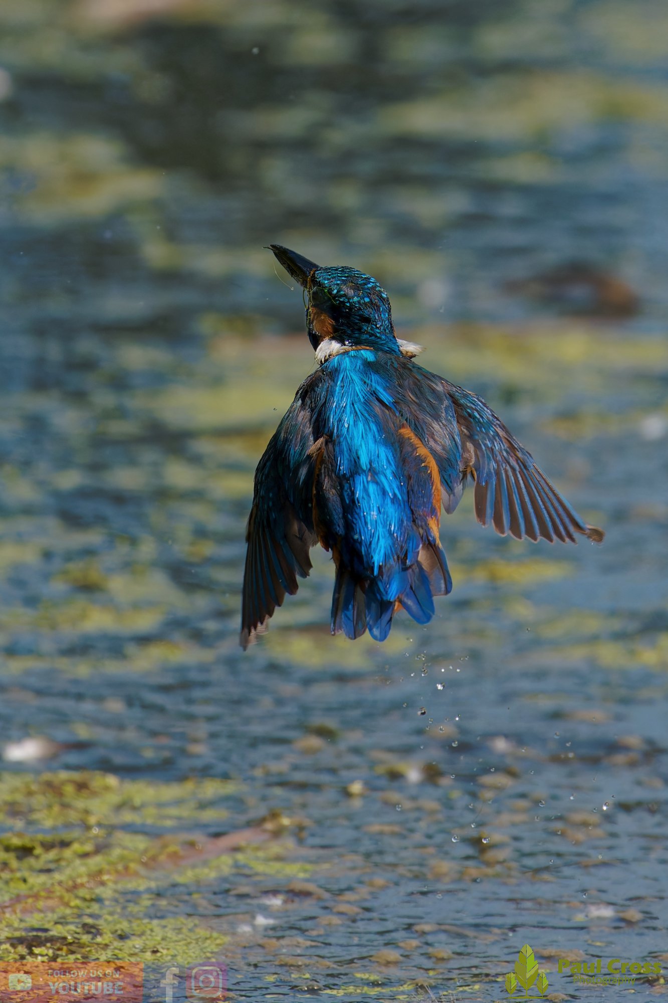 Kingfisher-00866.jpg