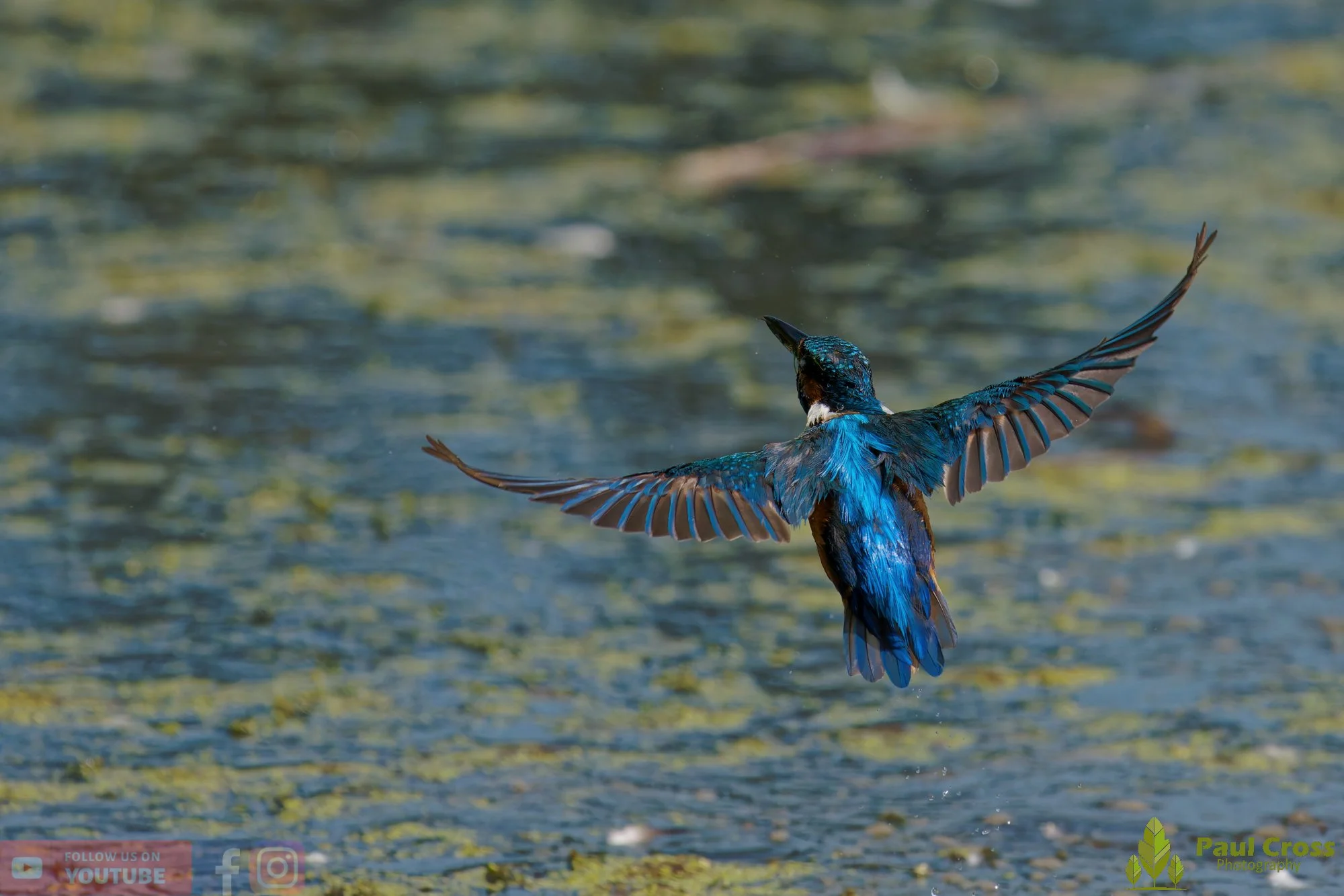Kingfisher-00867.jpg