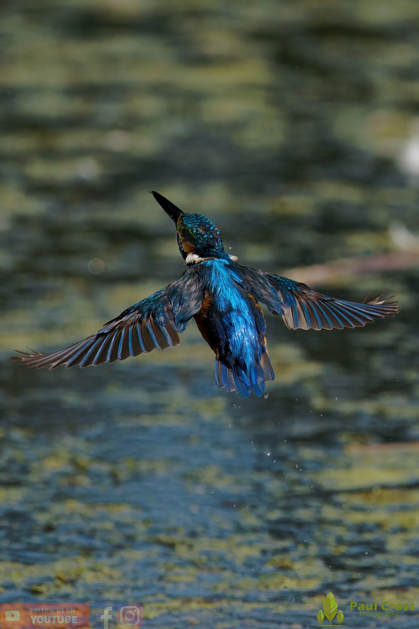 Kingfisher-00868.jpg