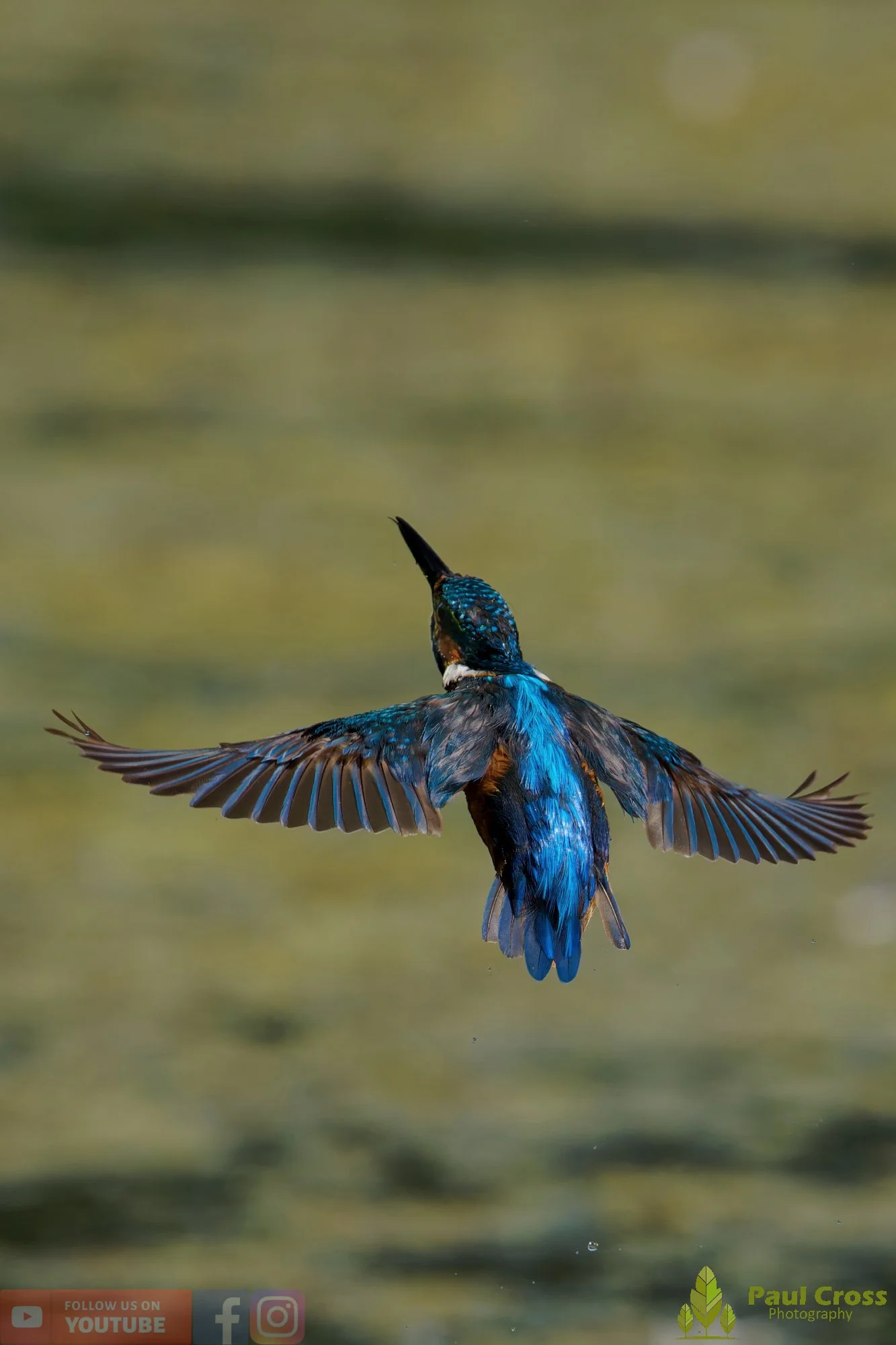 Kingfisher-00869.jpg