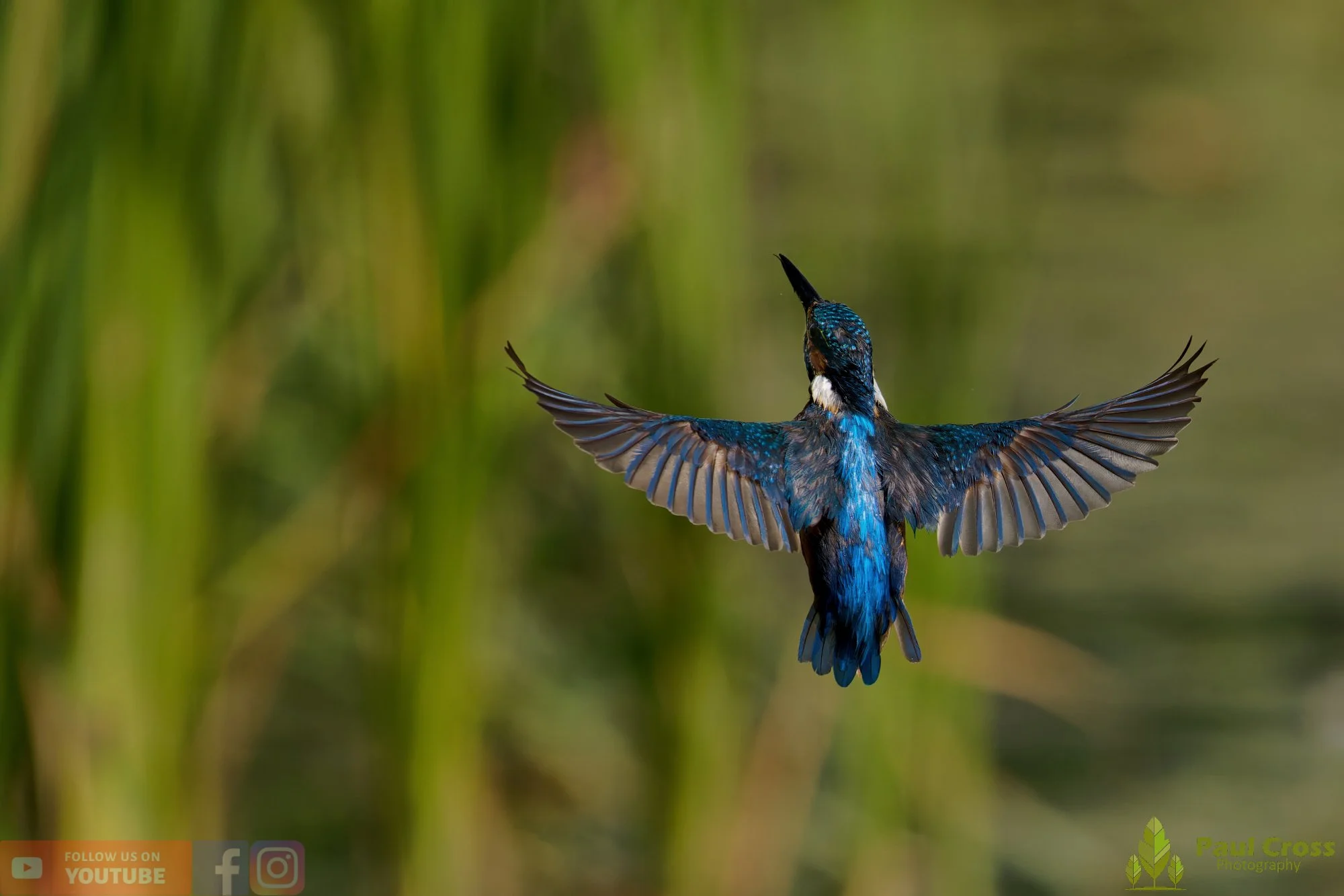 Kingfisher-00870.jpg