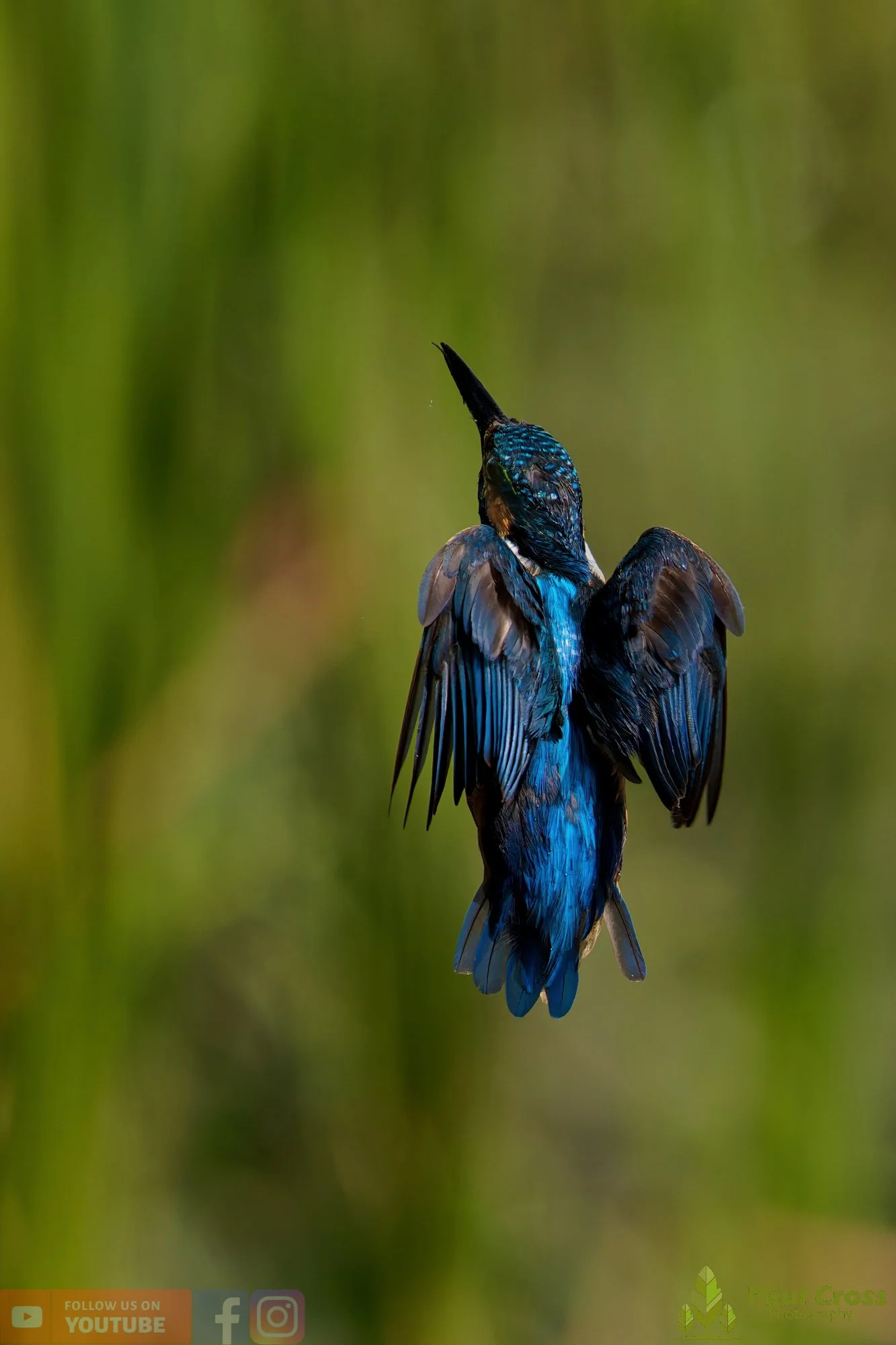 Kingfisher-00871.jpg