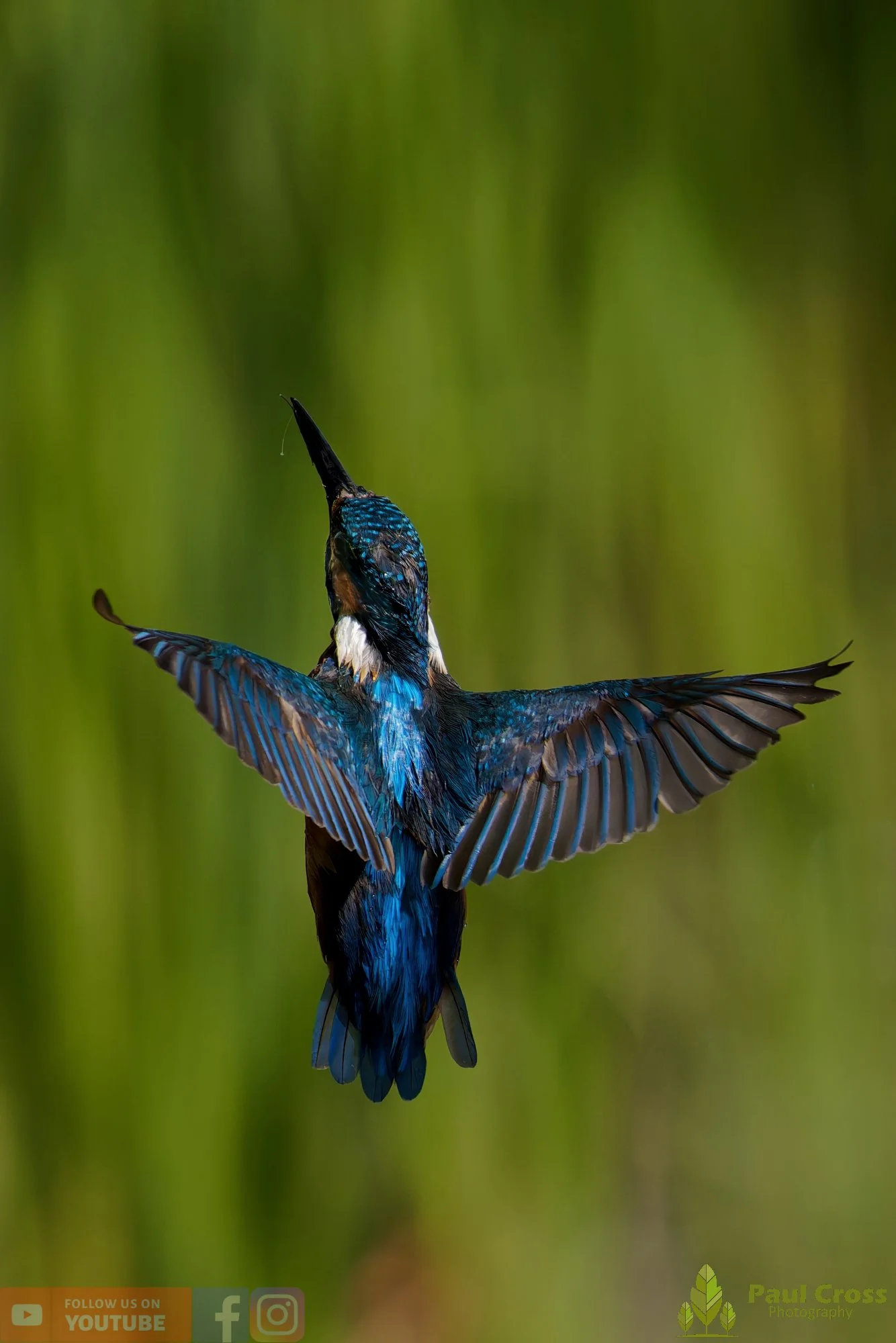 Kingfisher-00872.jpg